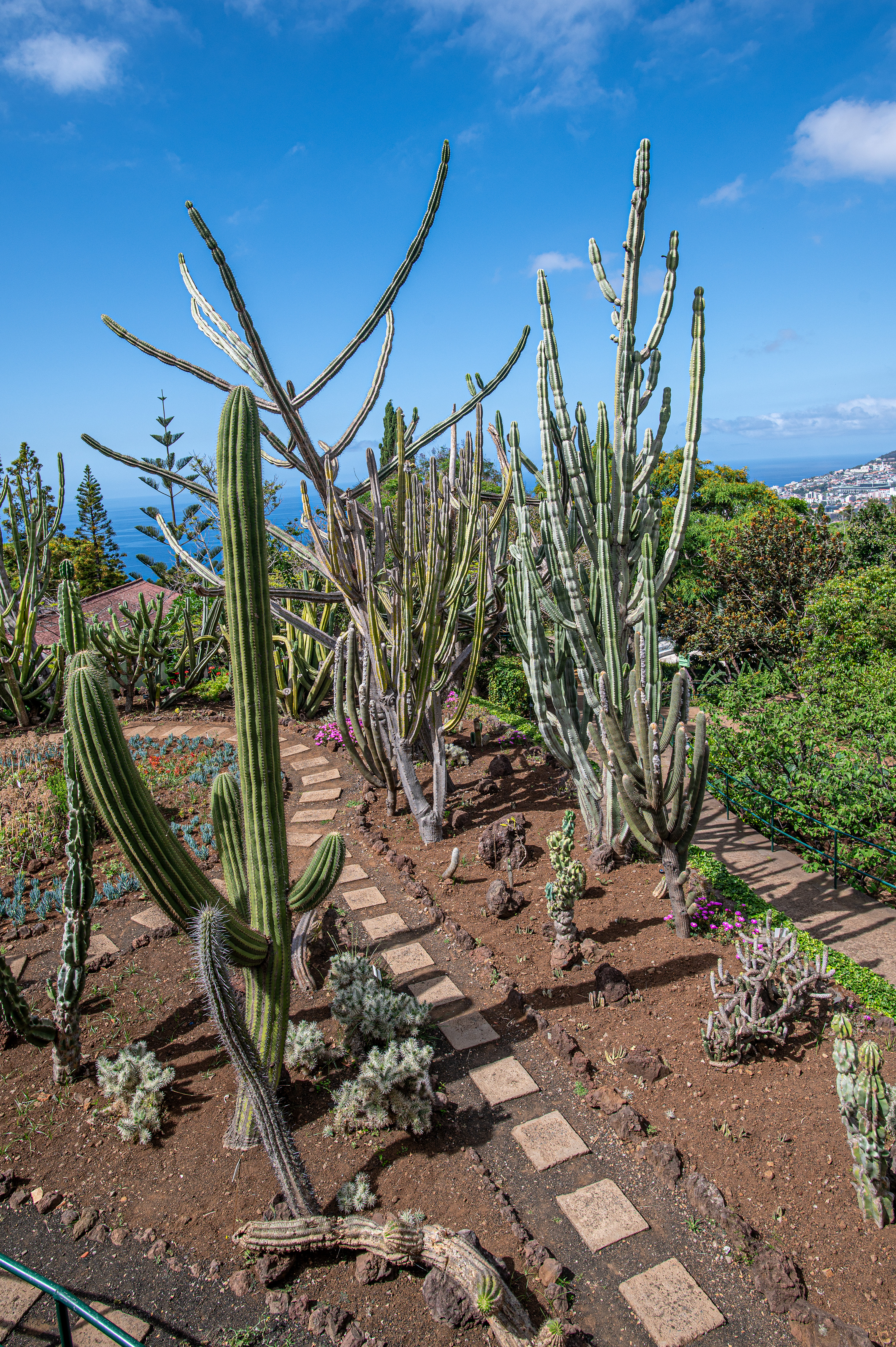cactus is densely packed with fruit