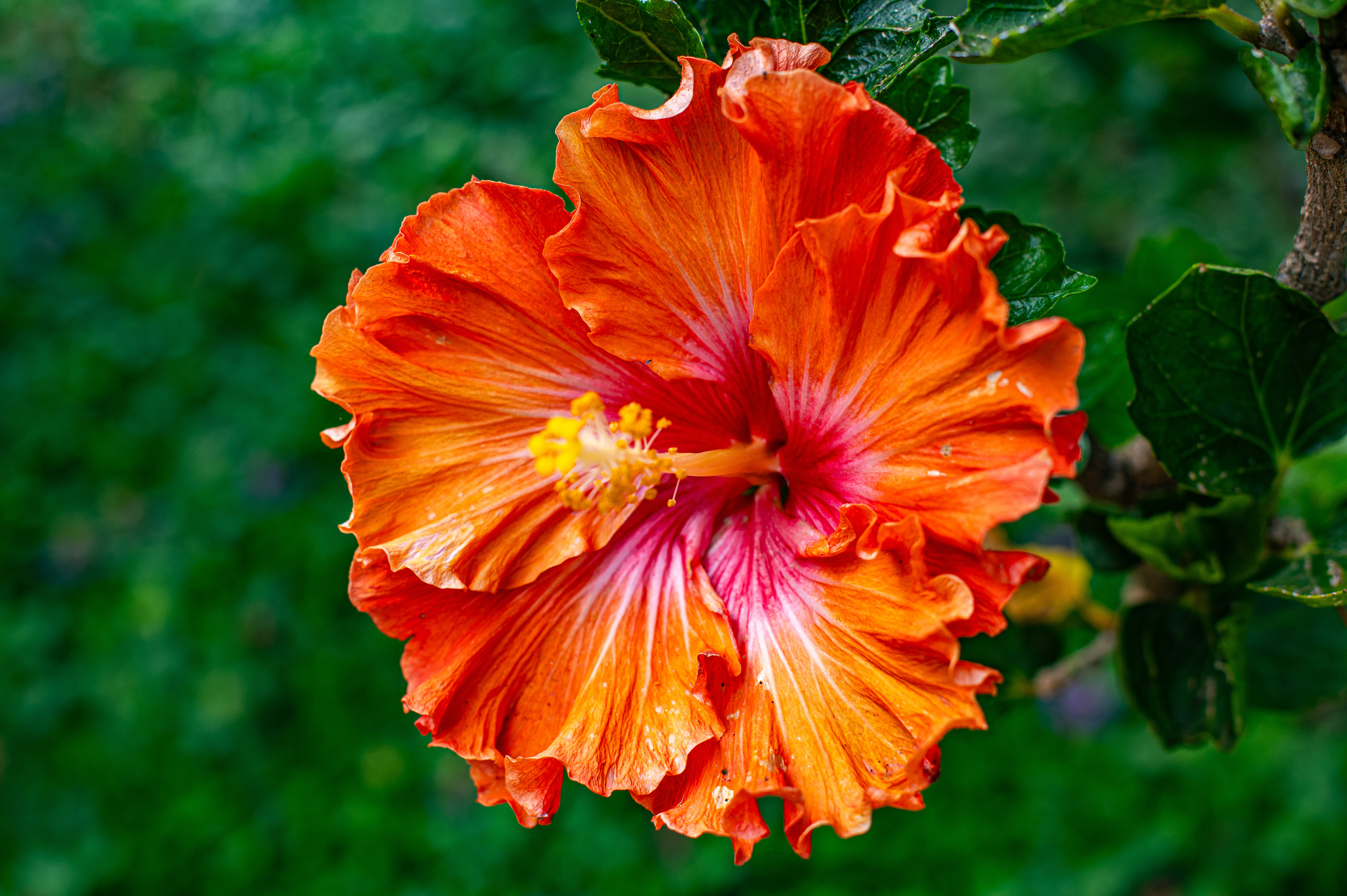 orange hibiscus