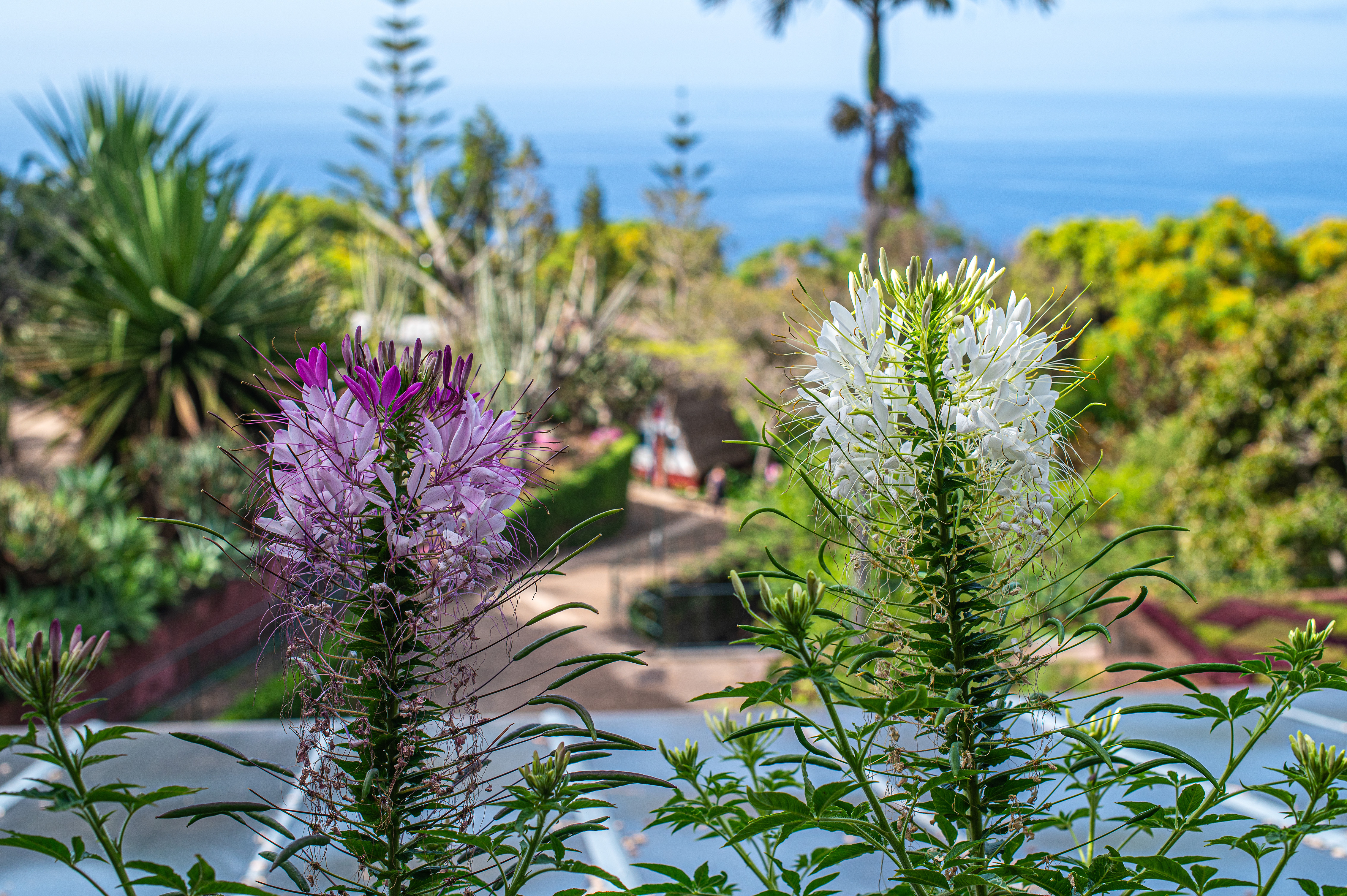 purple and white blossoms