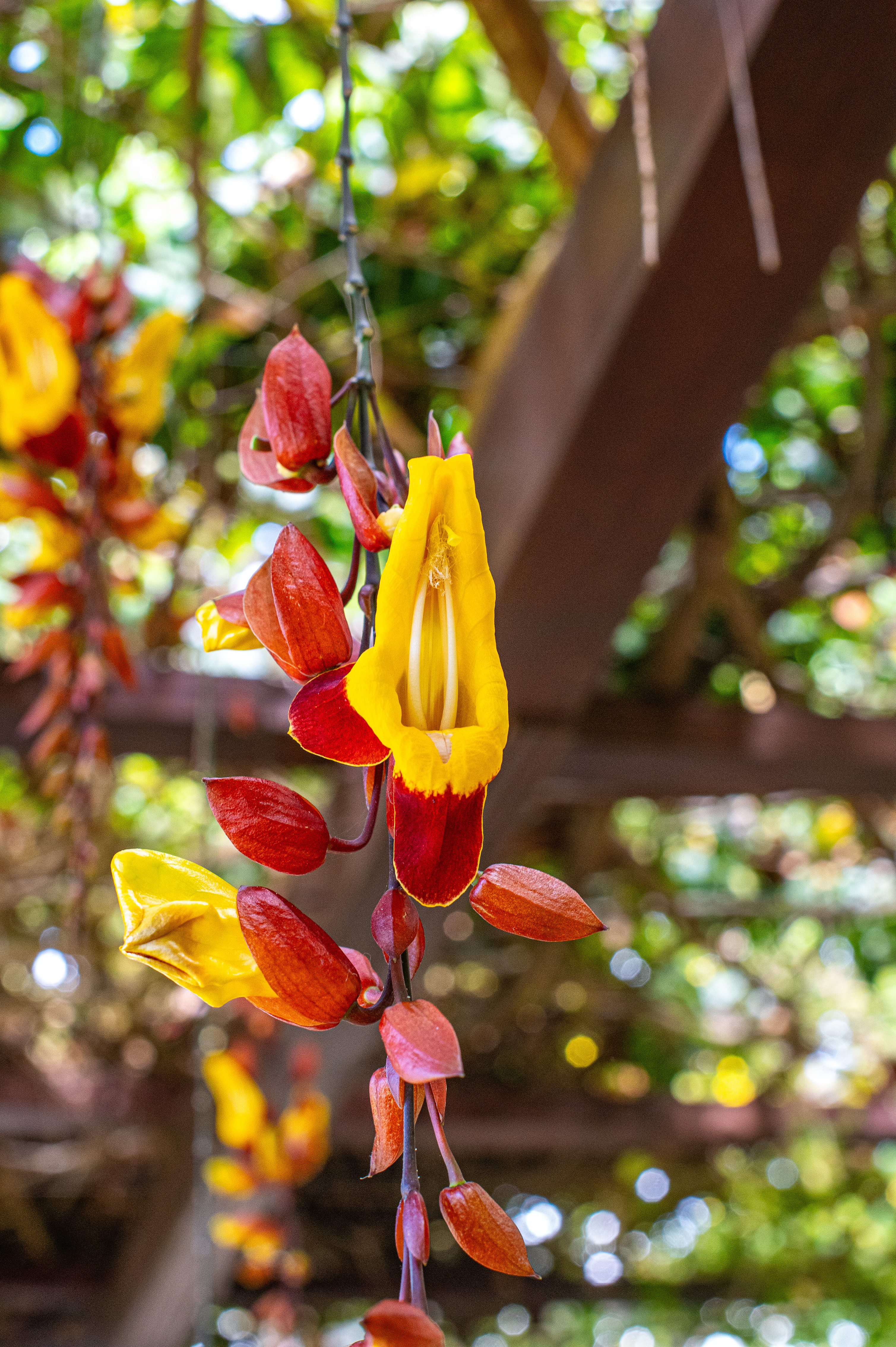 Thunbergia grandiflora