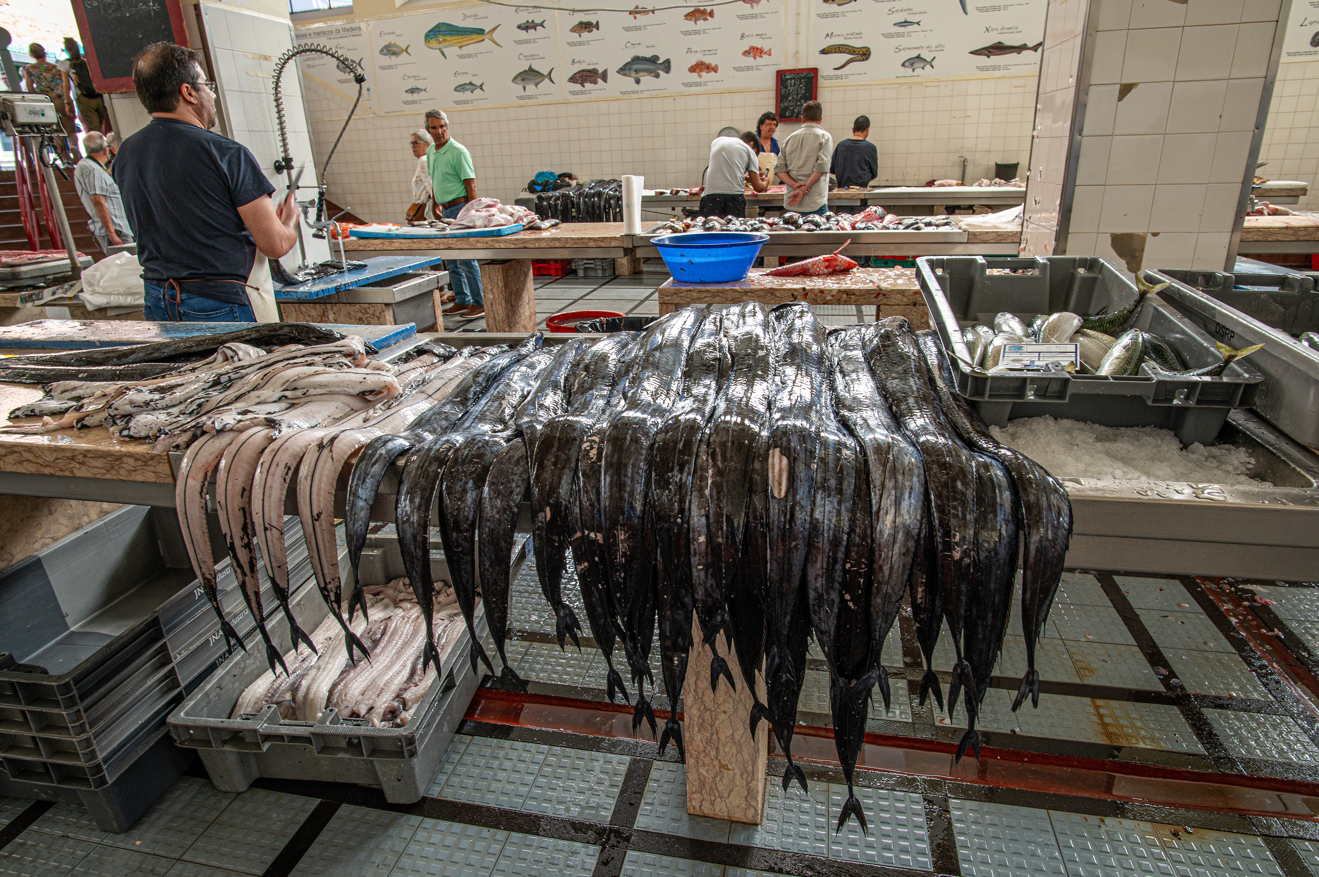 large display of various fish