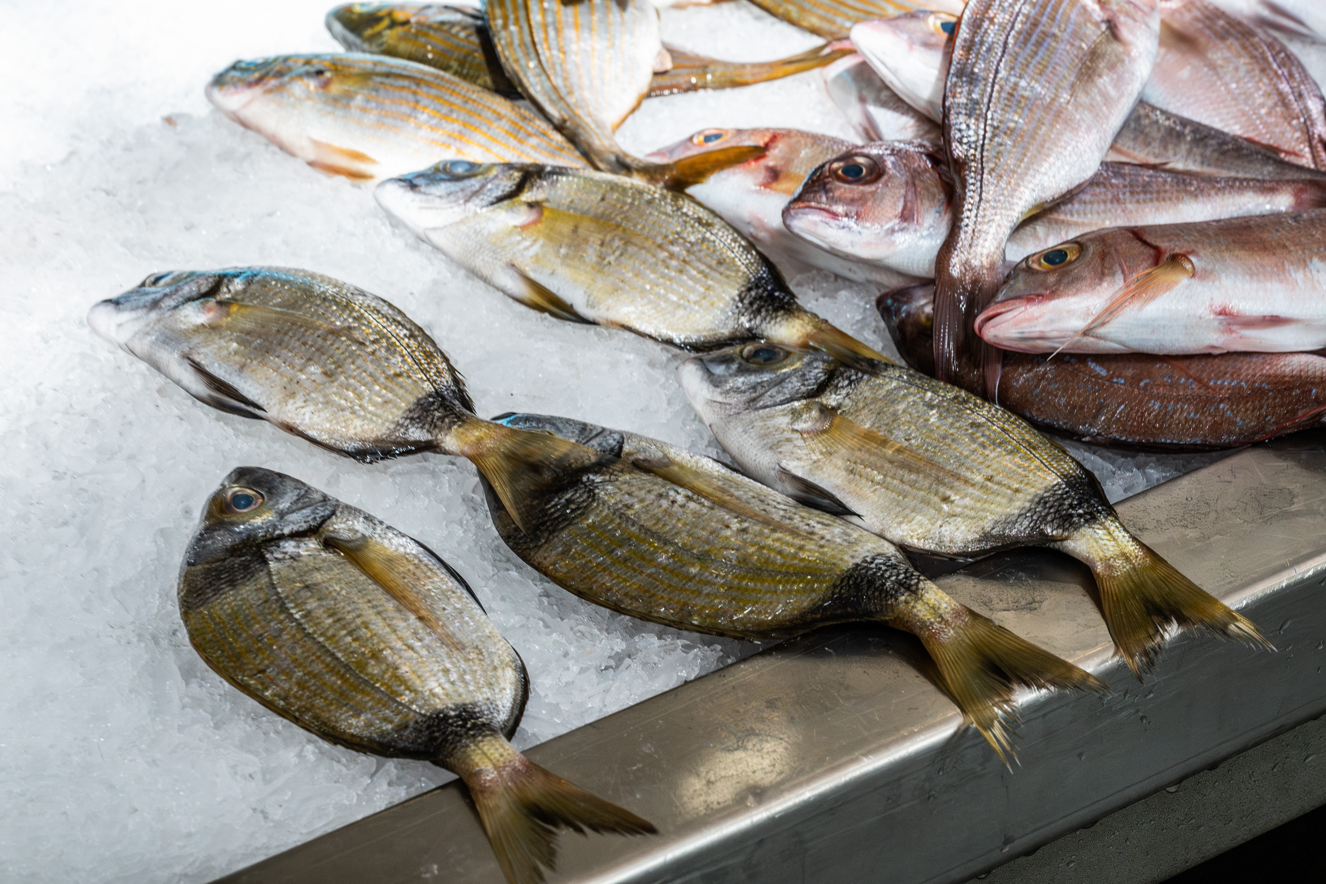 fresh fish displayed on a bed of ice