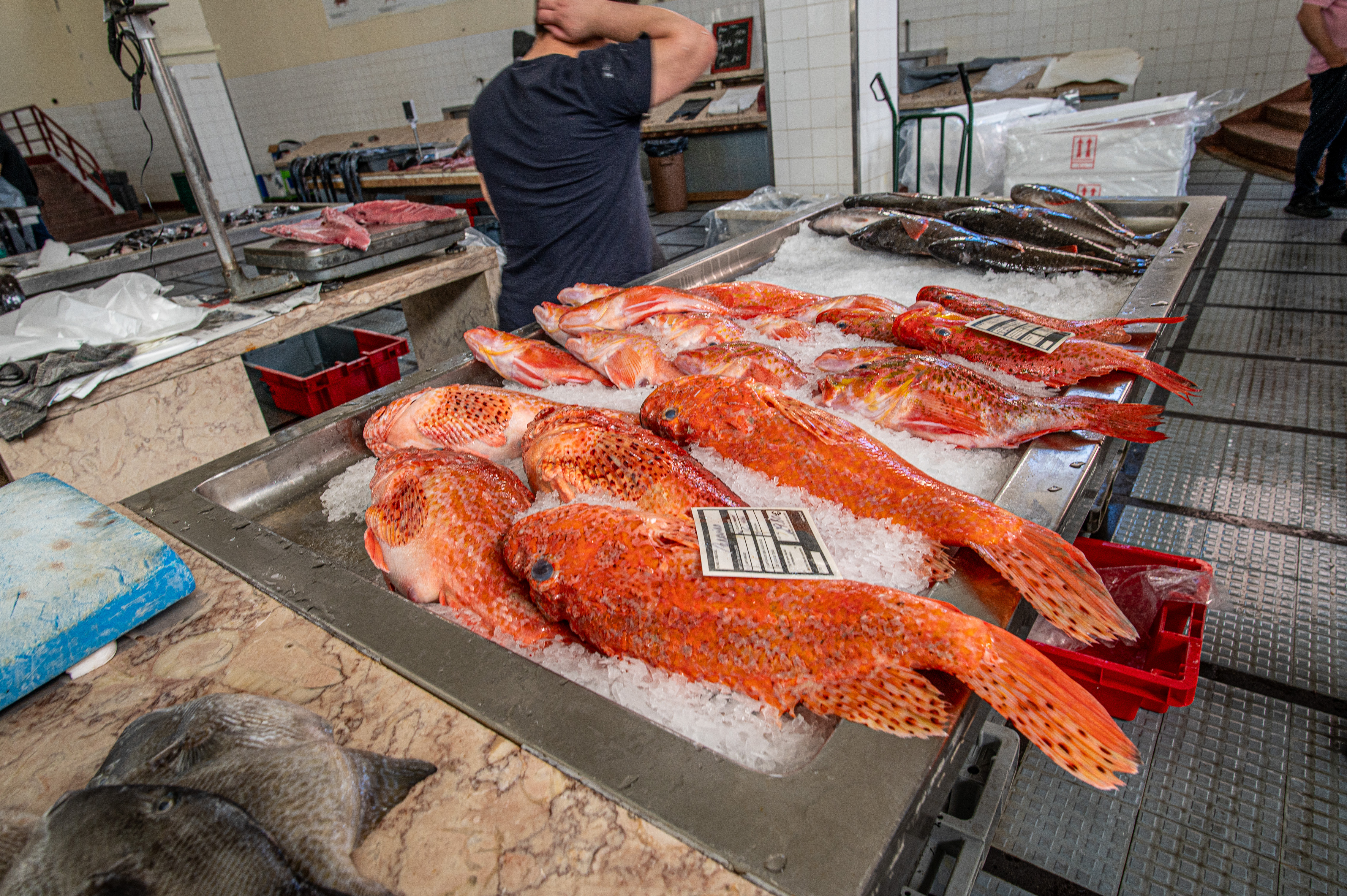 The fish include vibrant red and orange varieties