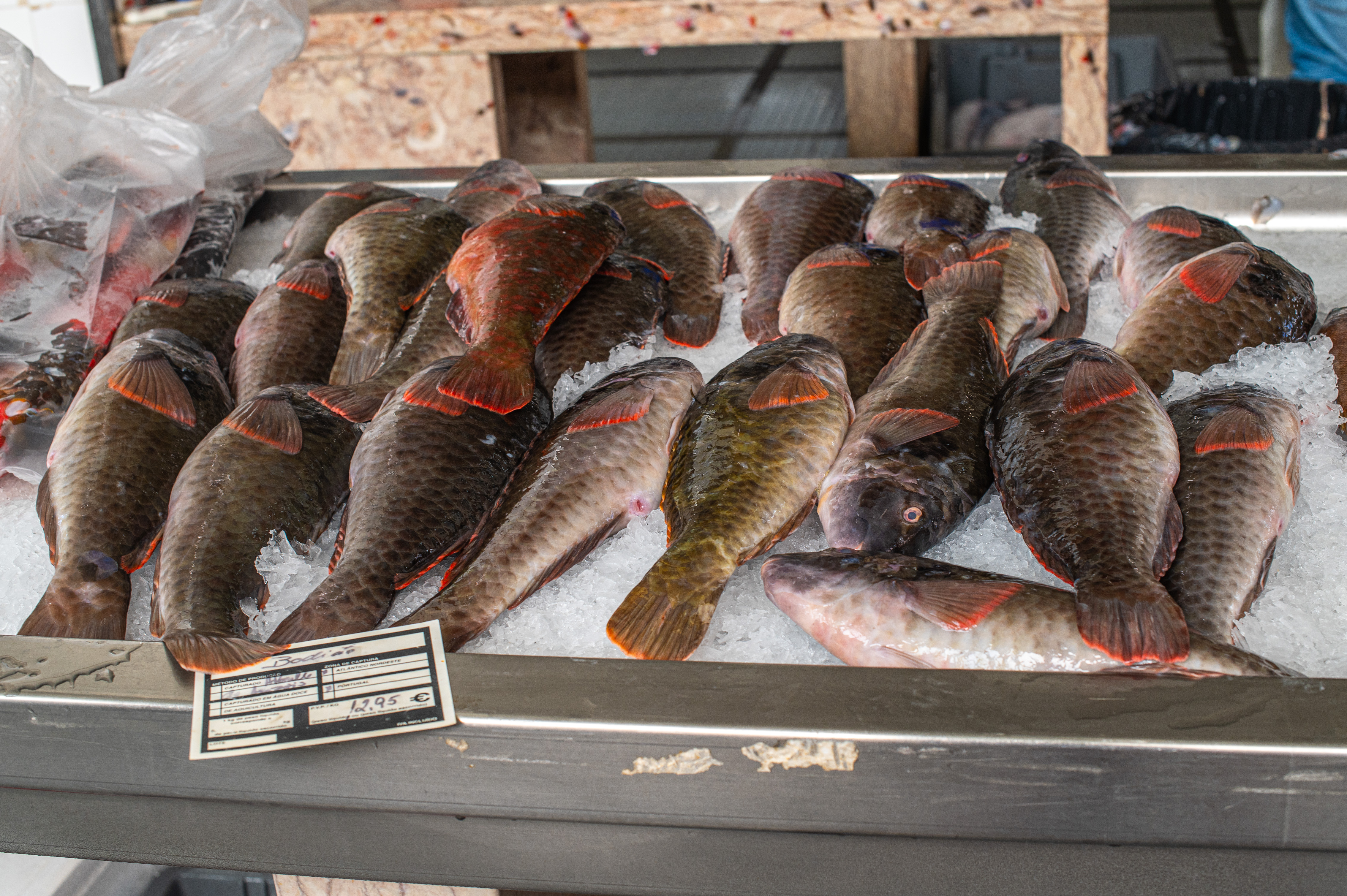 redfish, laid out on a bed of ice