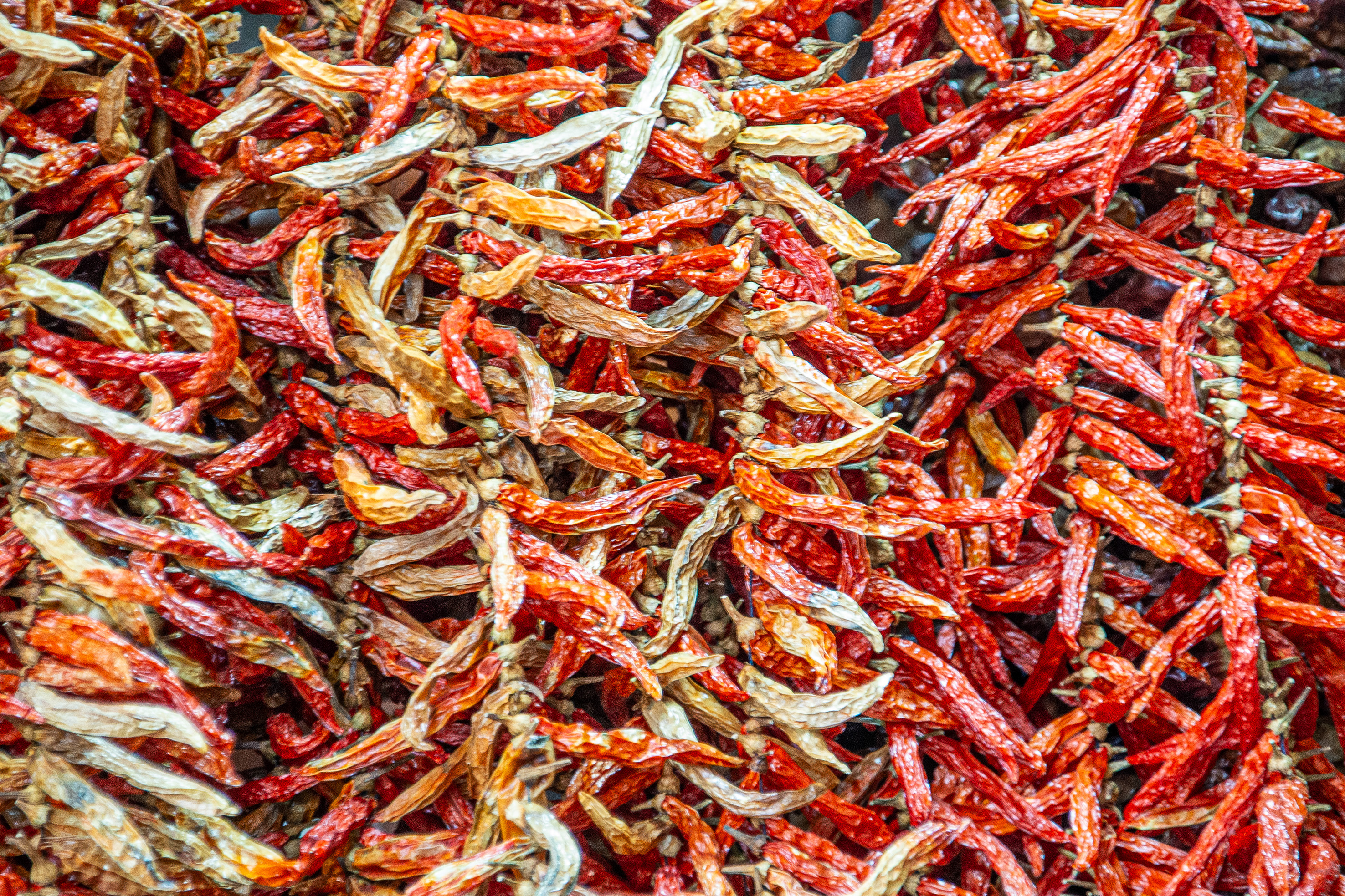 dried red chili peppers