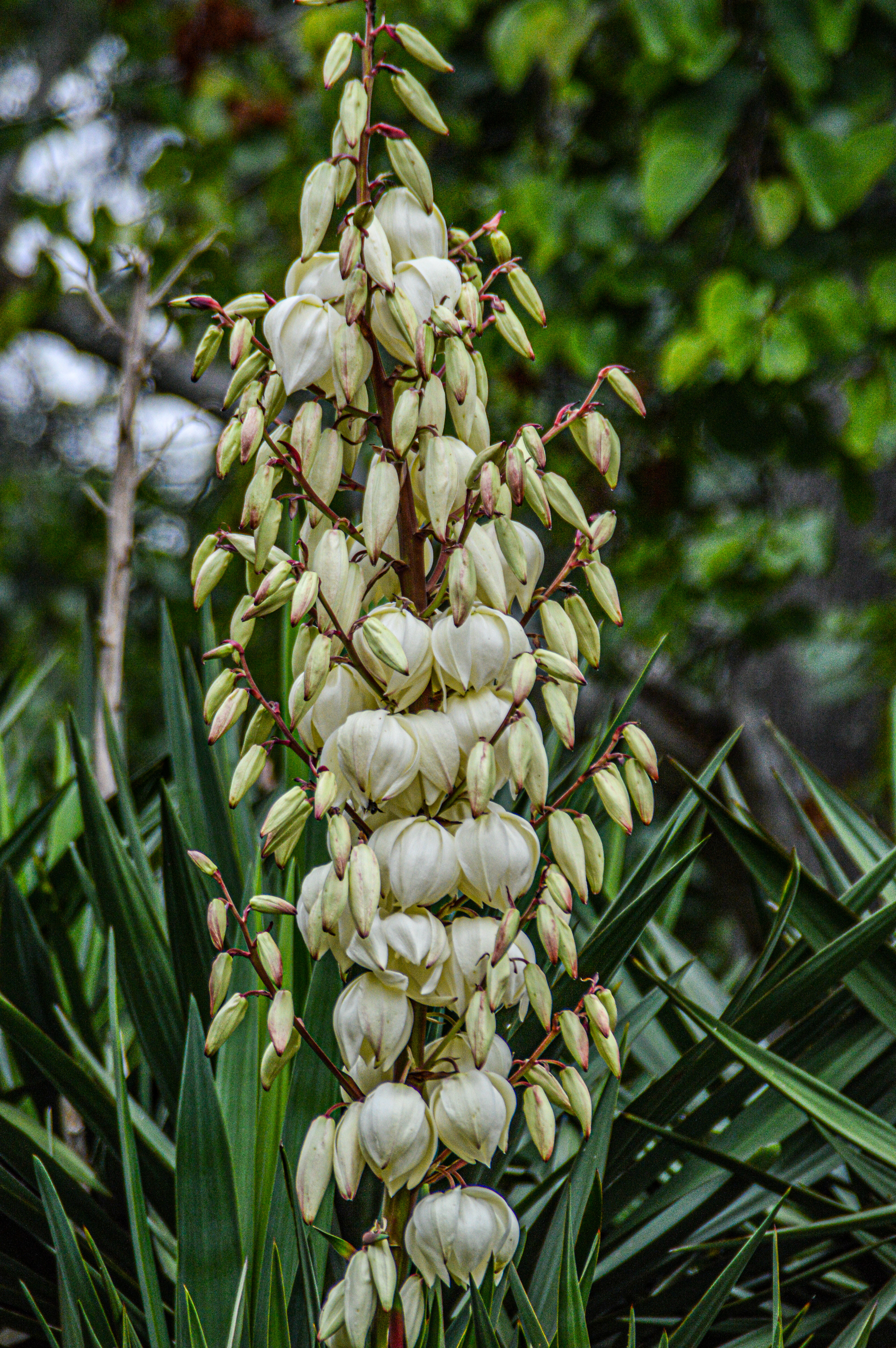 plant with long, narrow leaves and a tall spike of creamy-white flowers