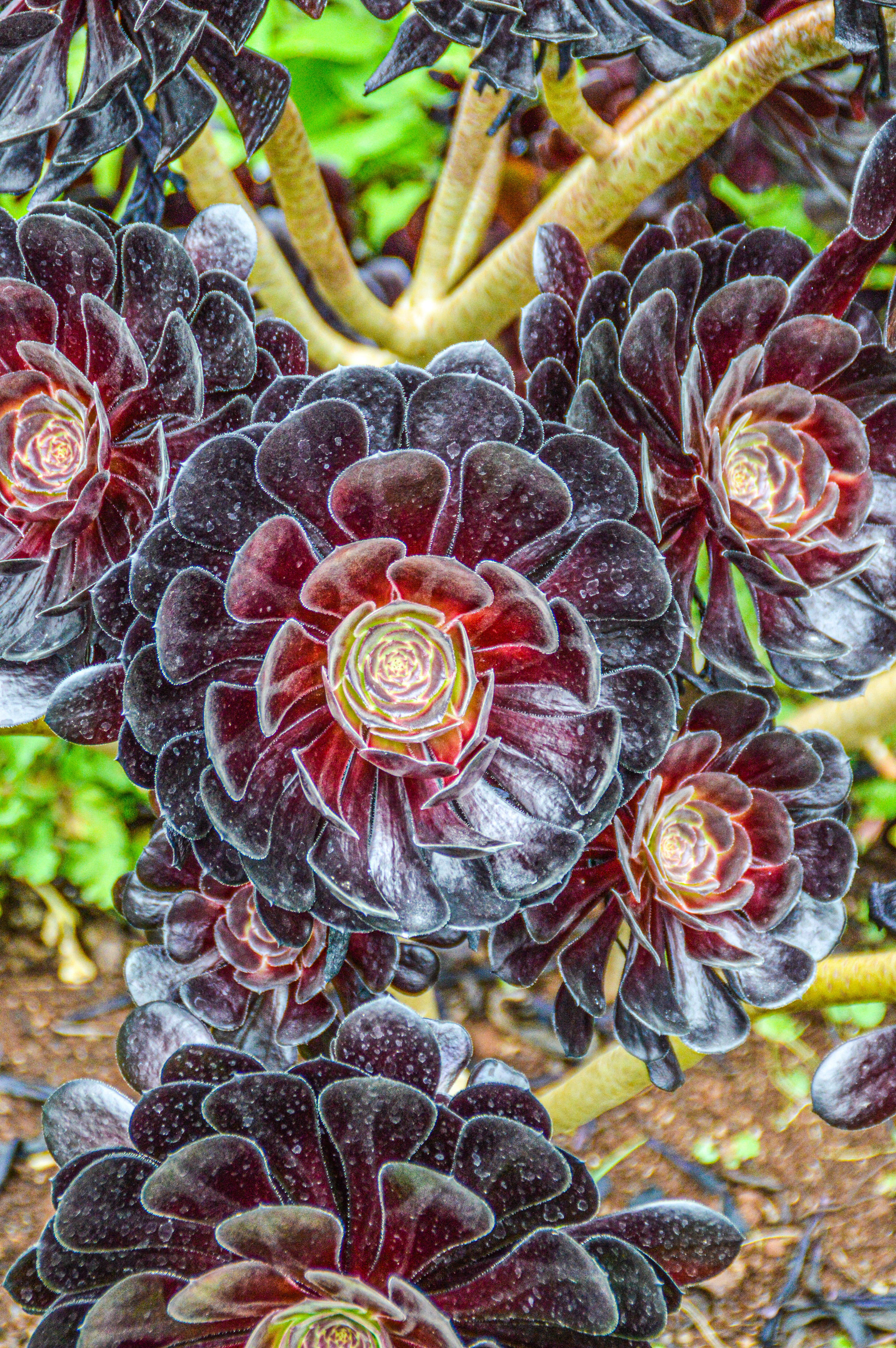 Aeonium