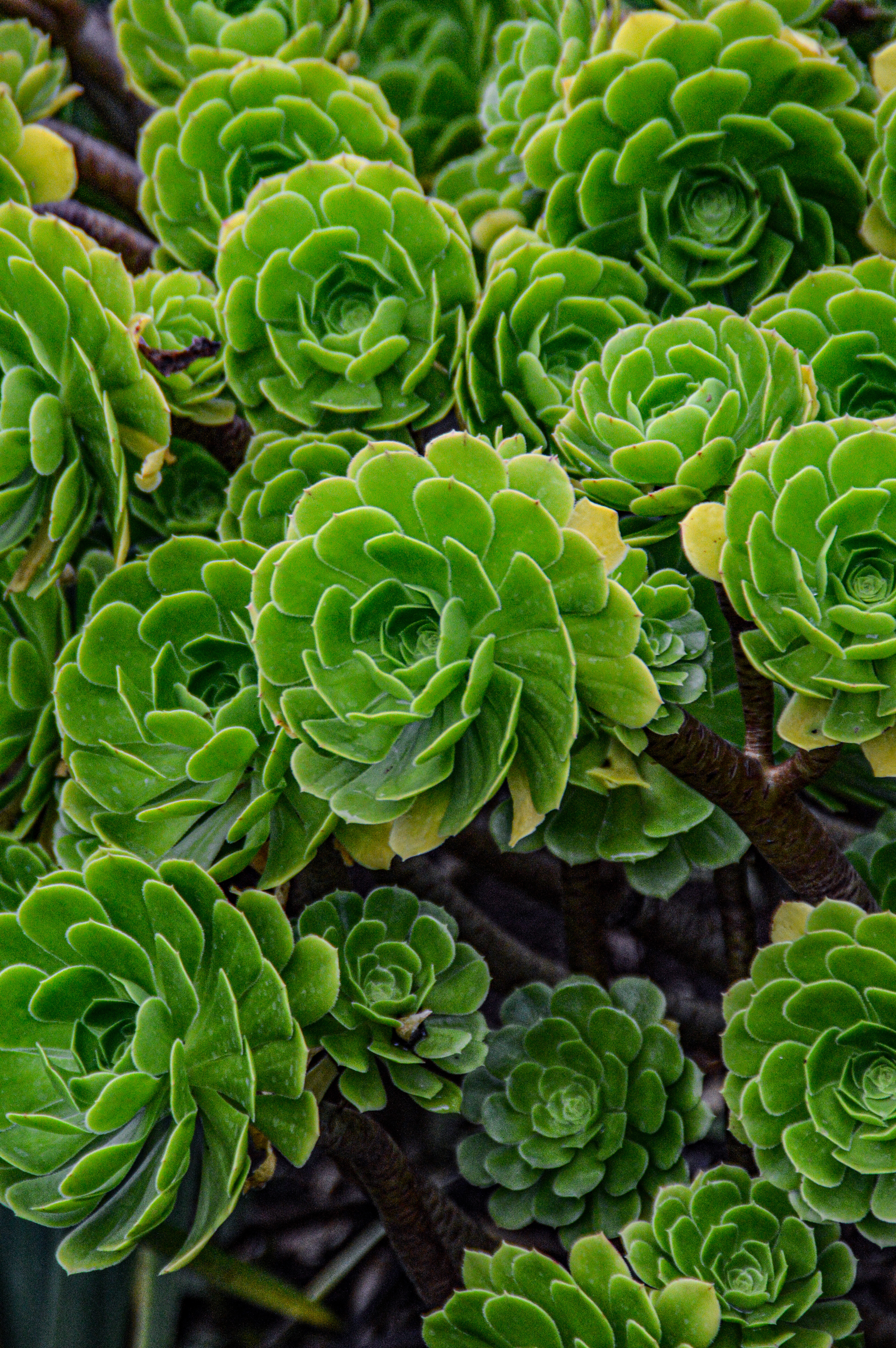 Aeonium