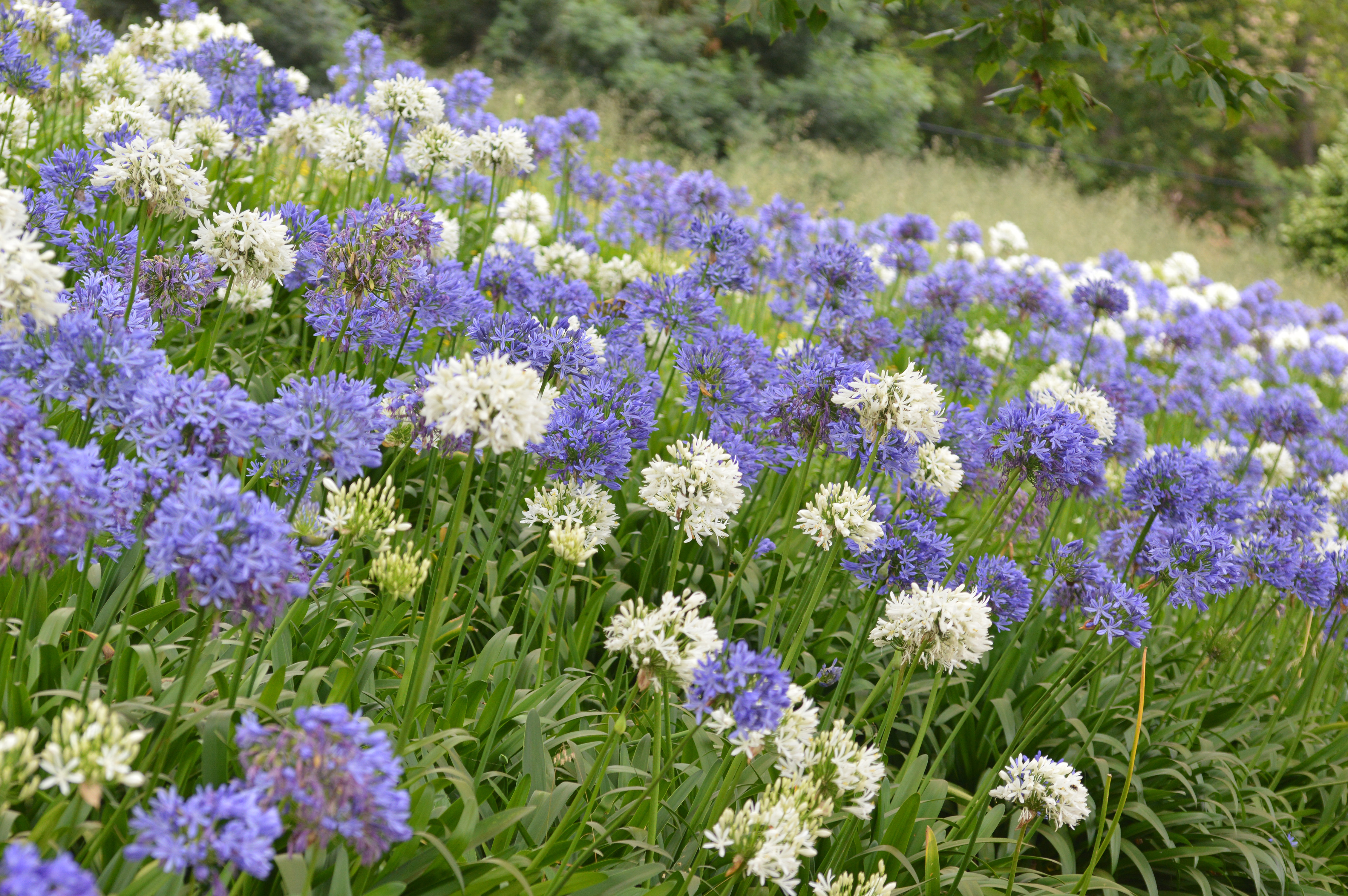 Agapanthus