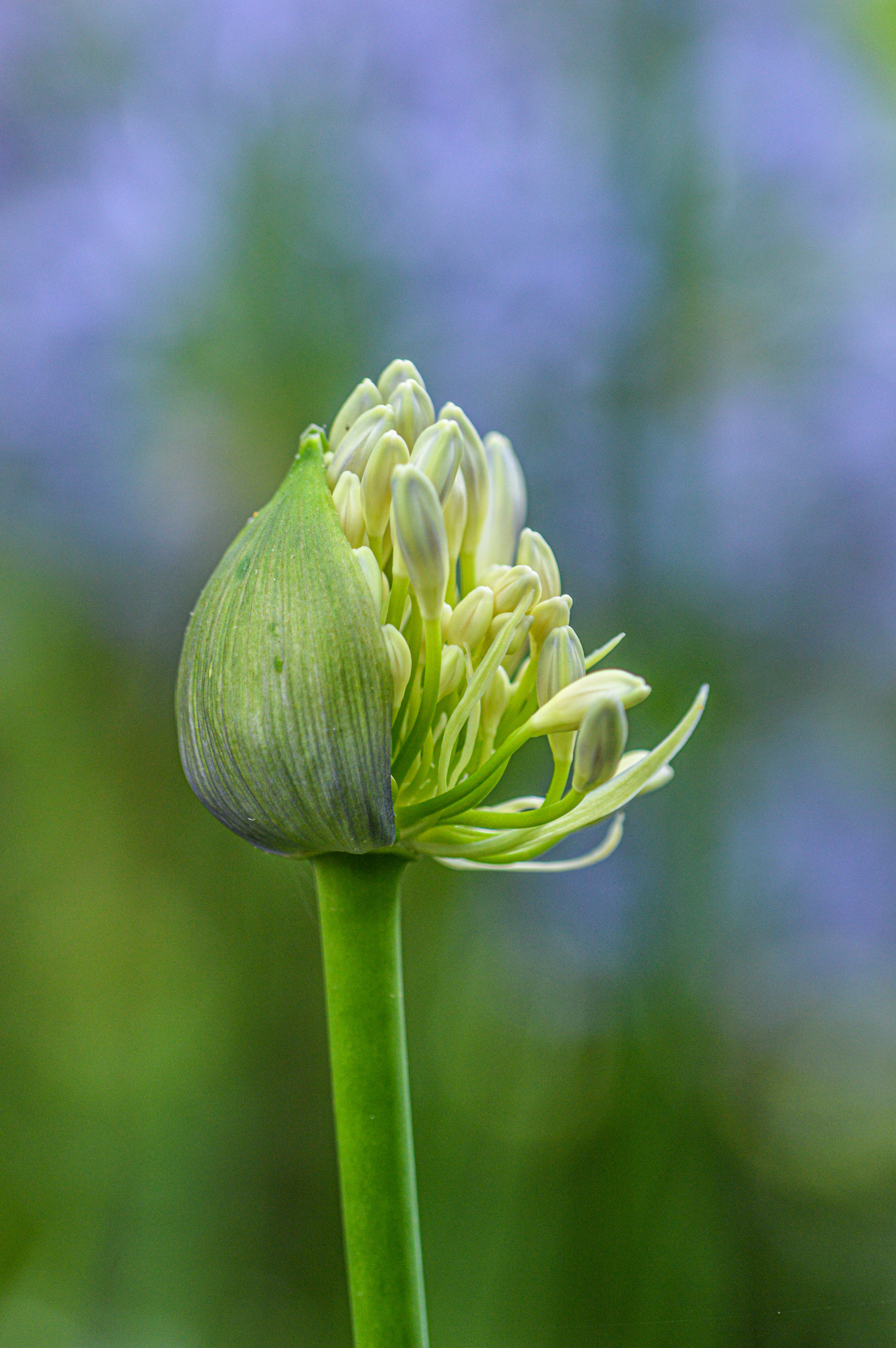 Agapanthus