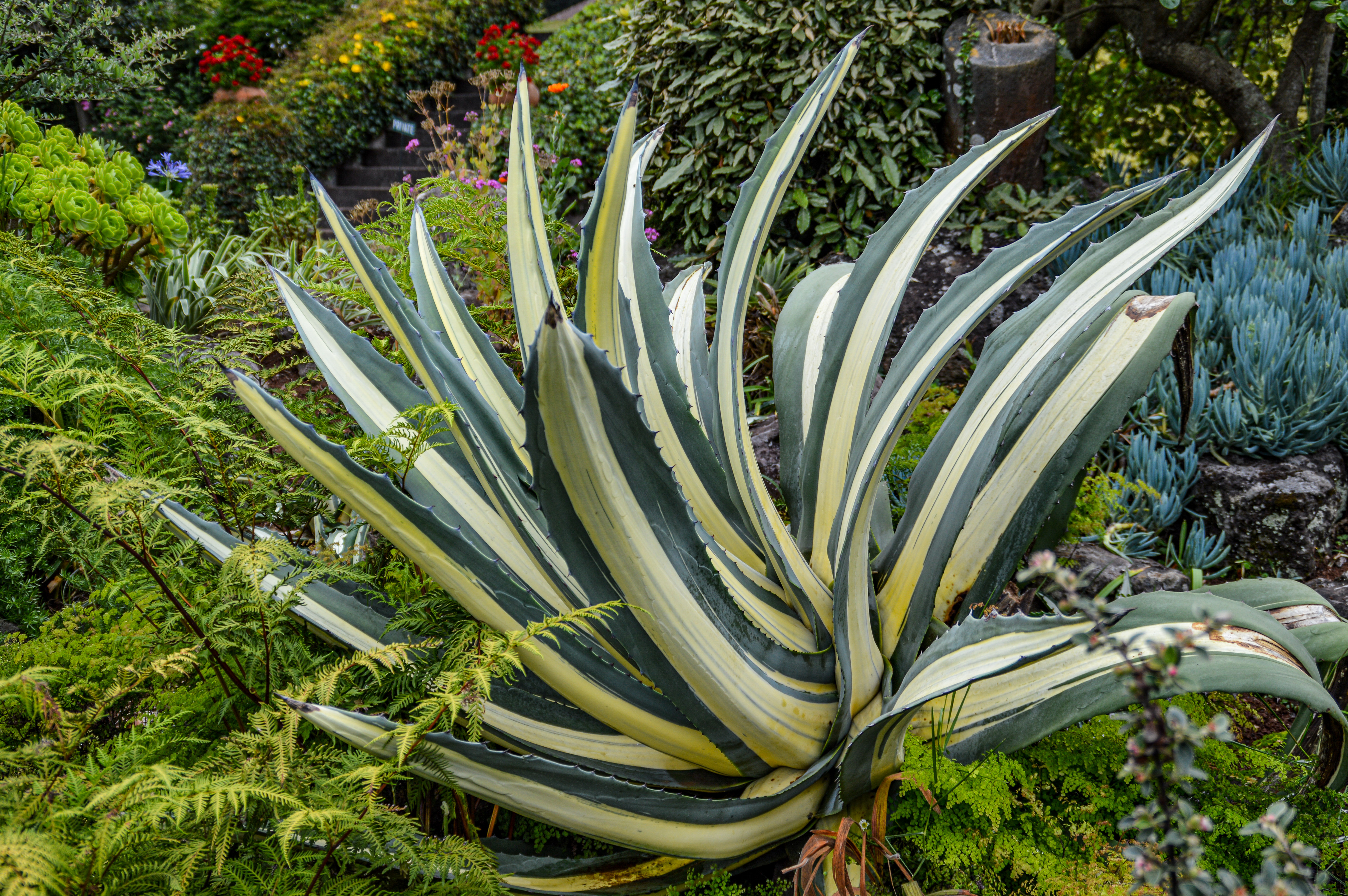 large agave plant