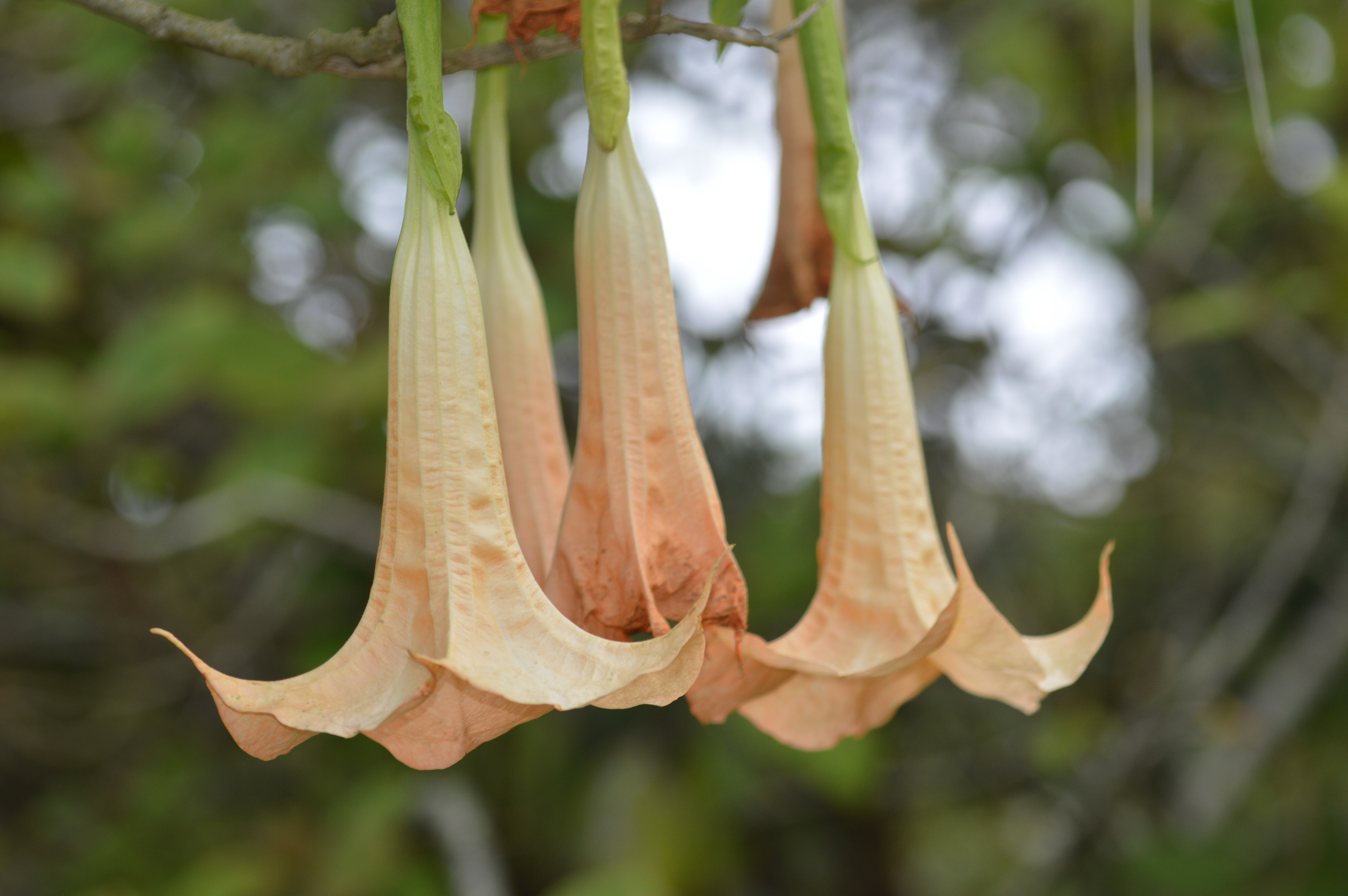 Angel's Trumpet