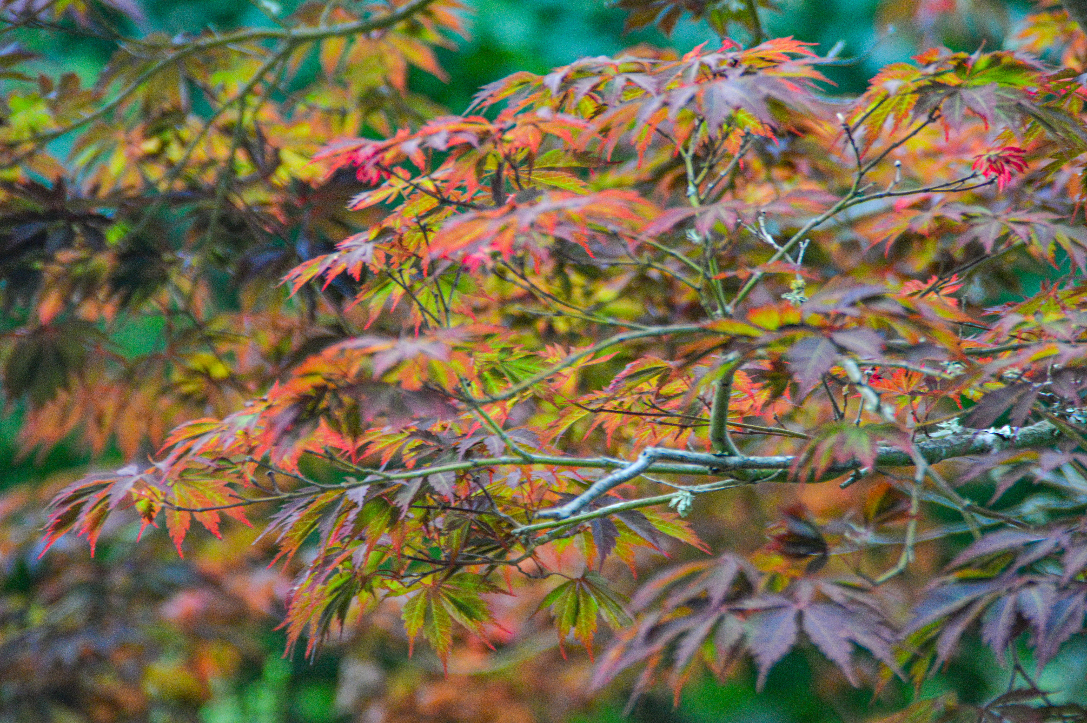 Japanese Maple