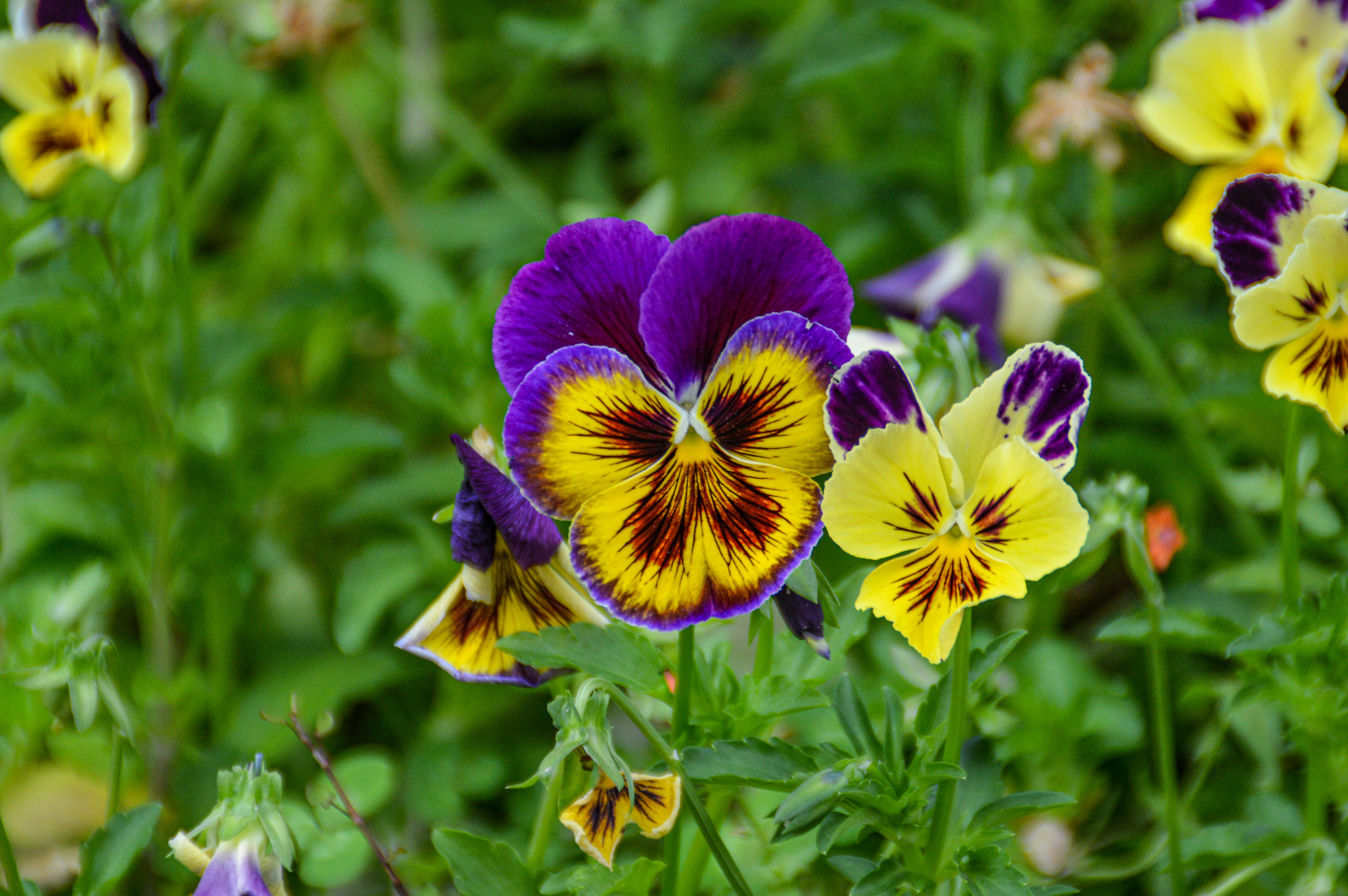 Pansy