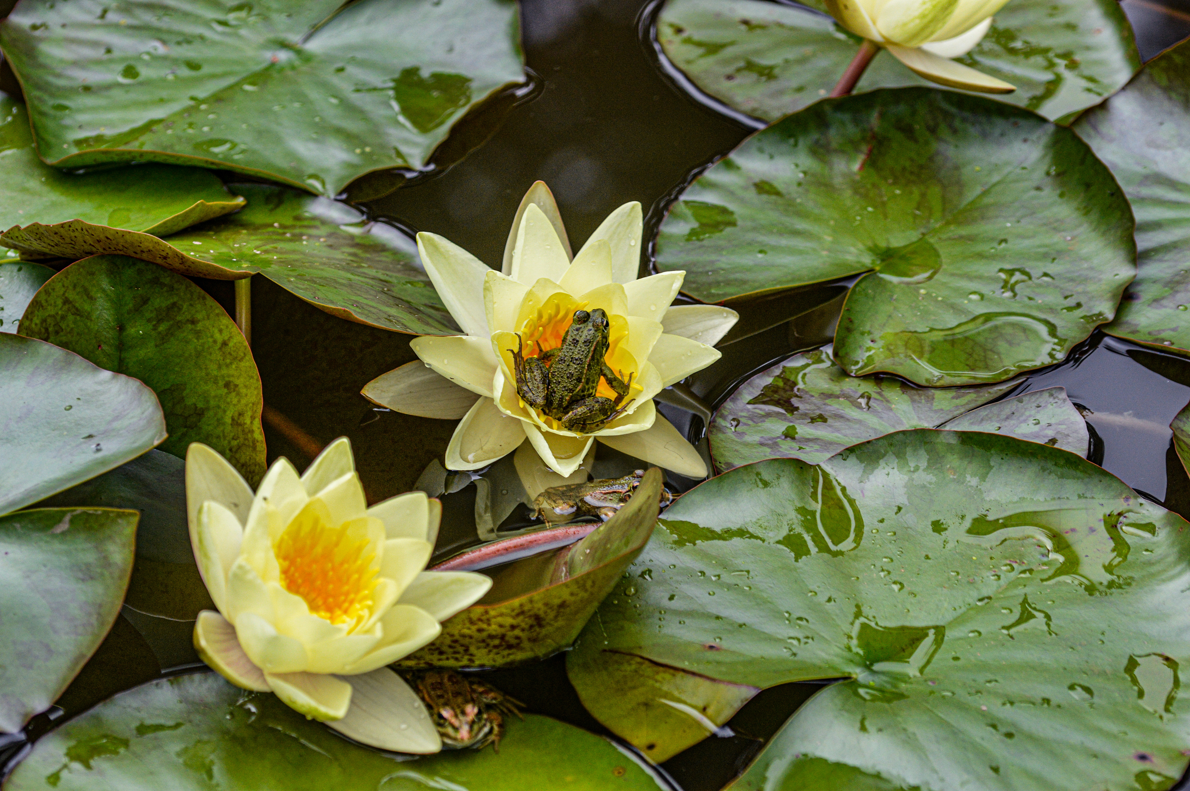 water lilies and frogs