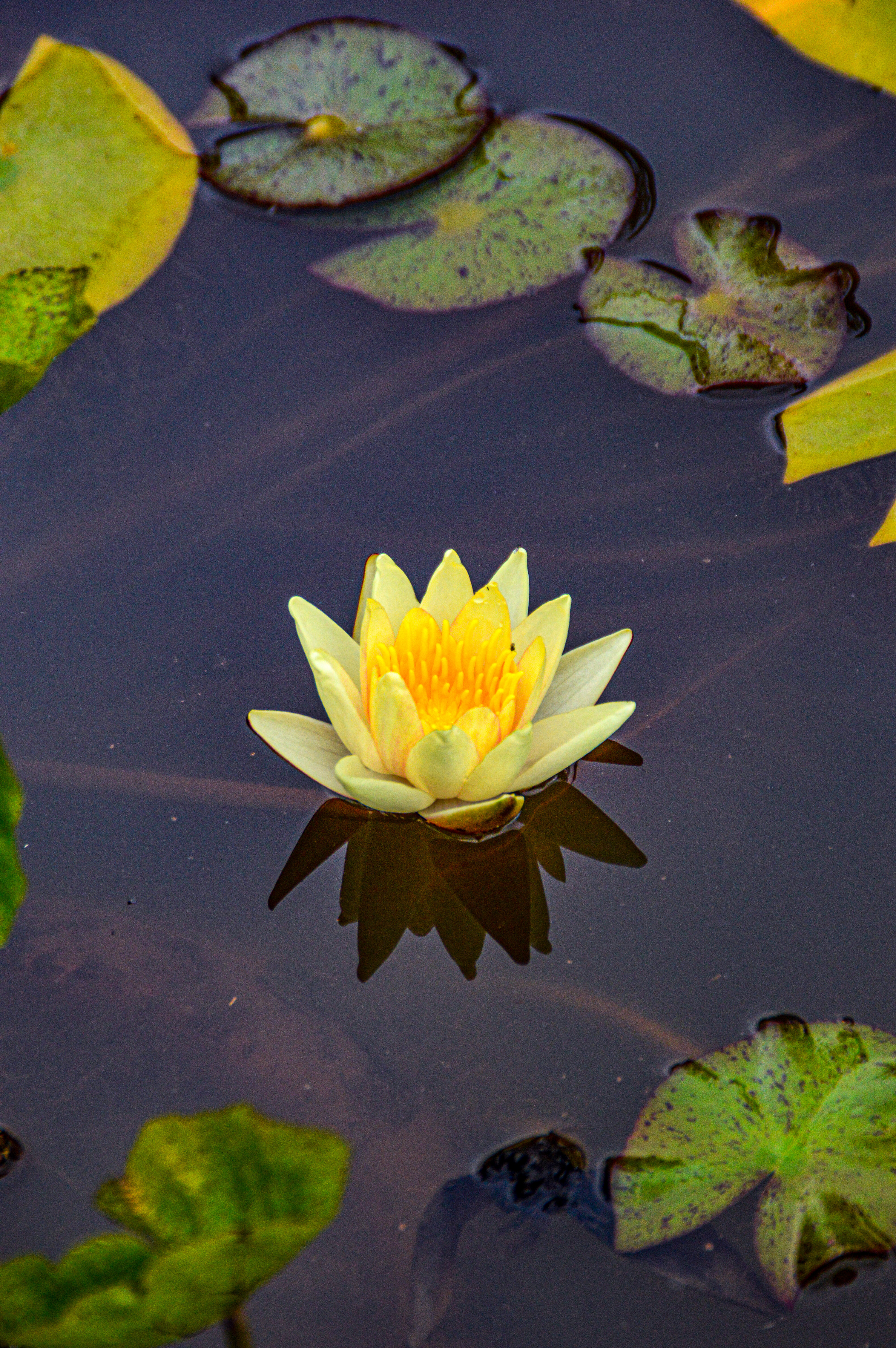 single water lily flower