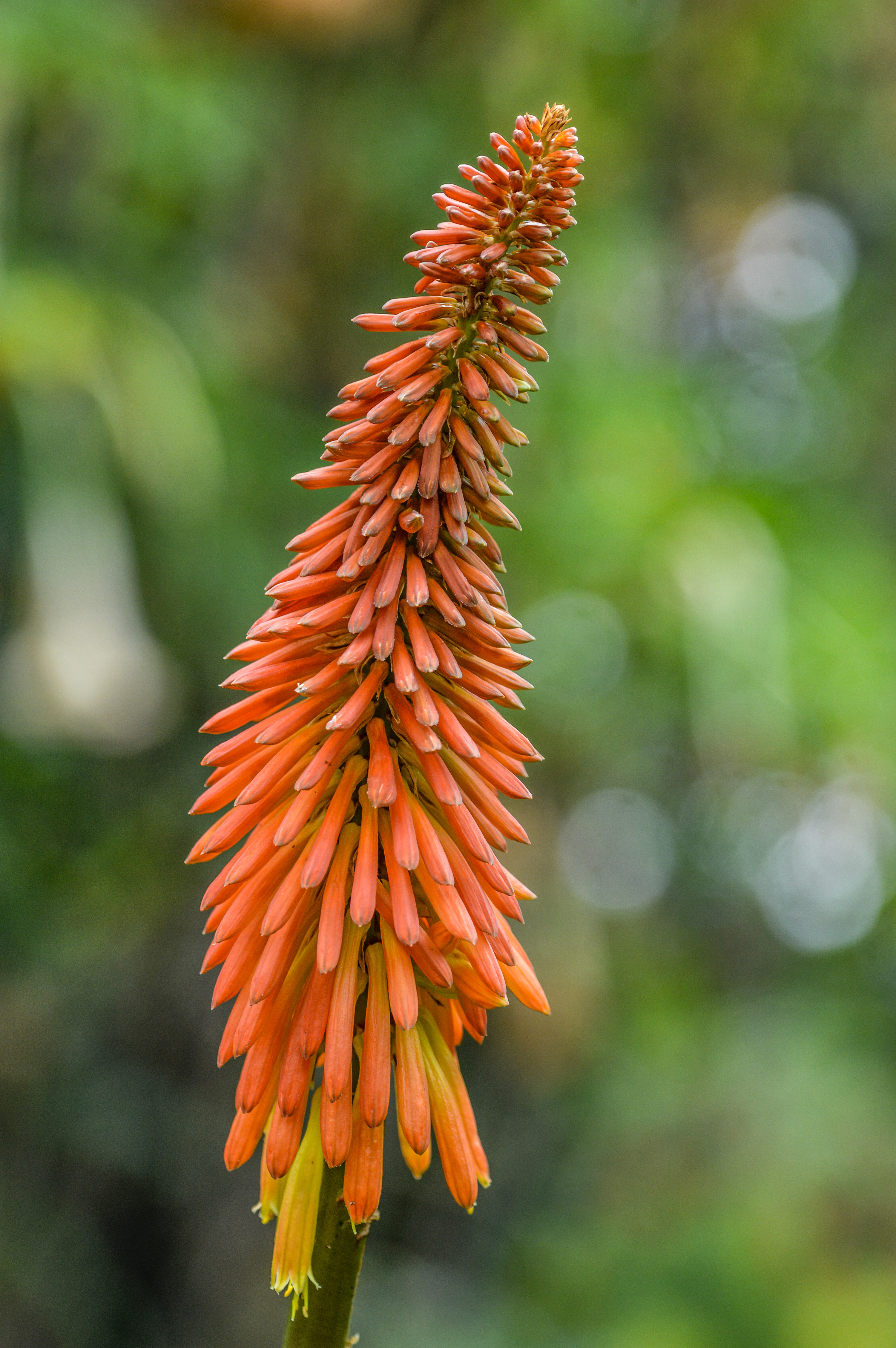 Red Hot Poker