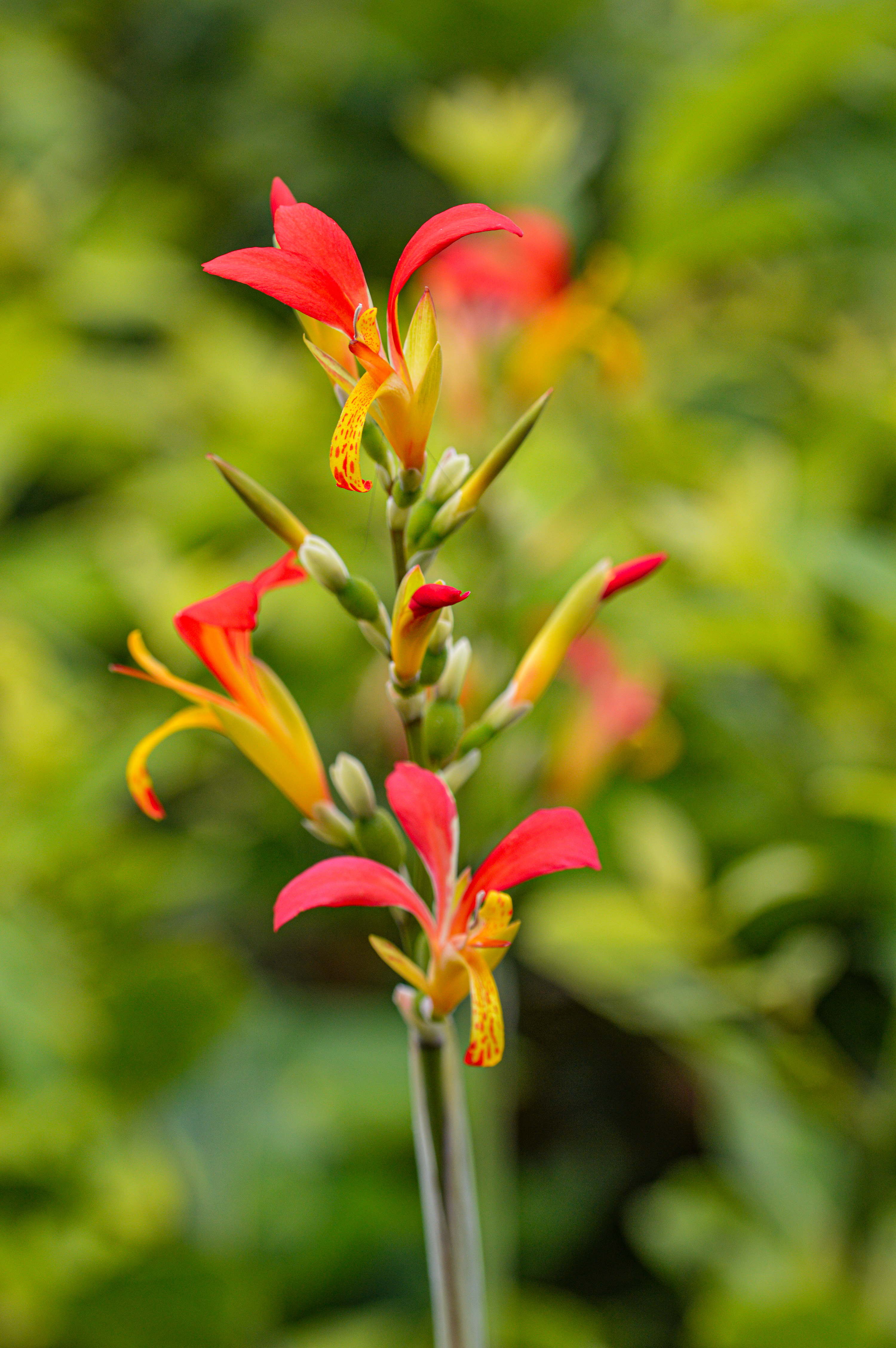 Canna indica