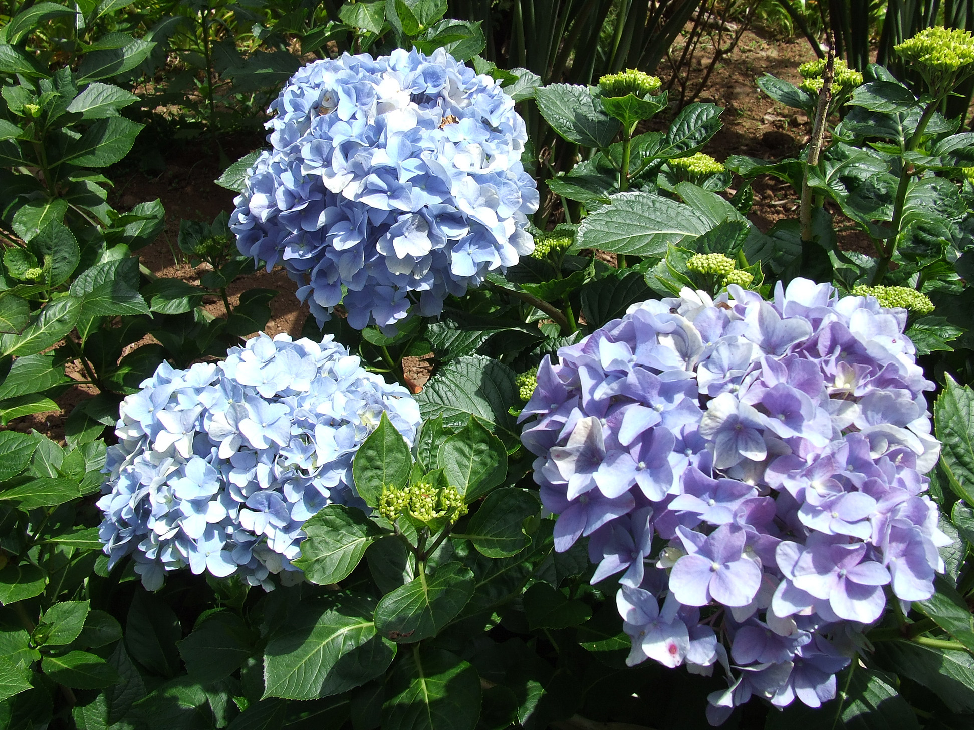flowers with varying shades of blue and purple