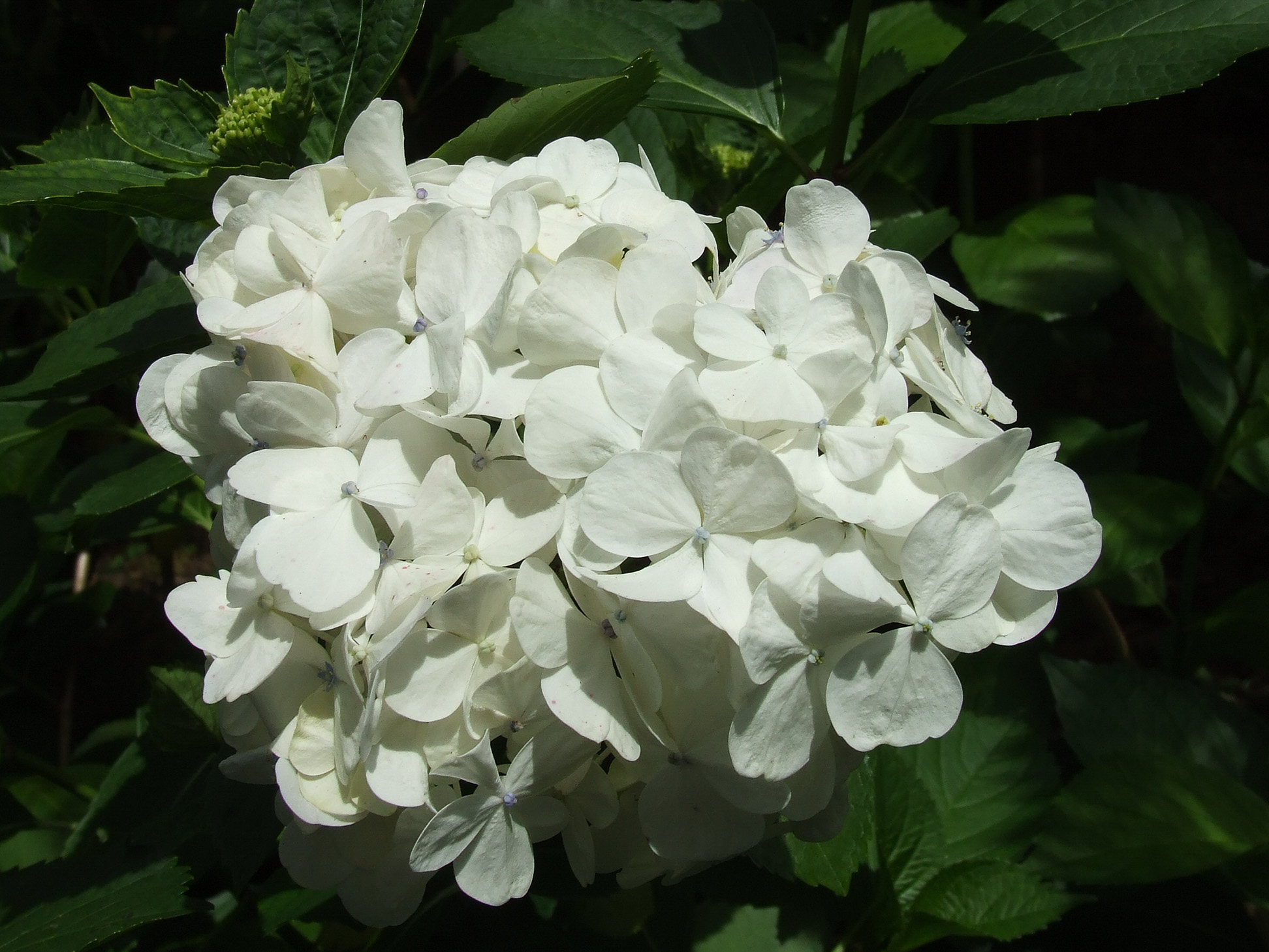 white hydrangea flower