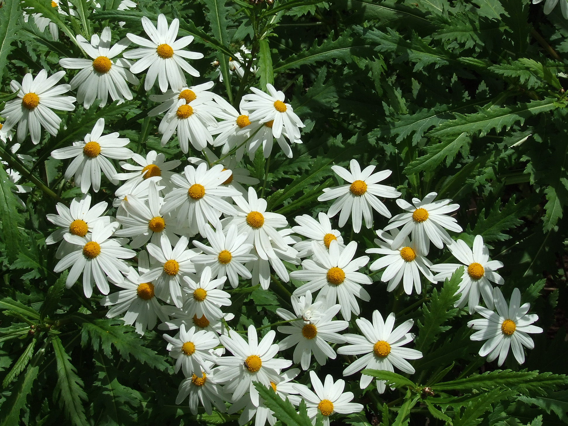white daisies