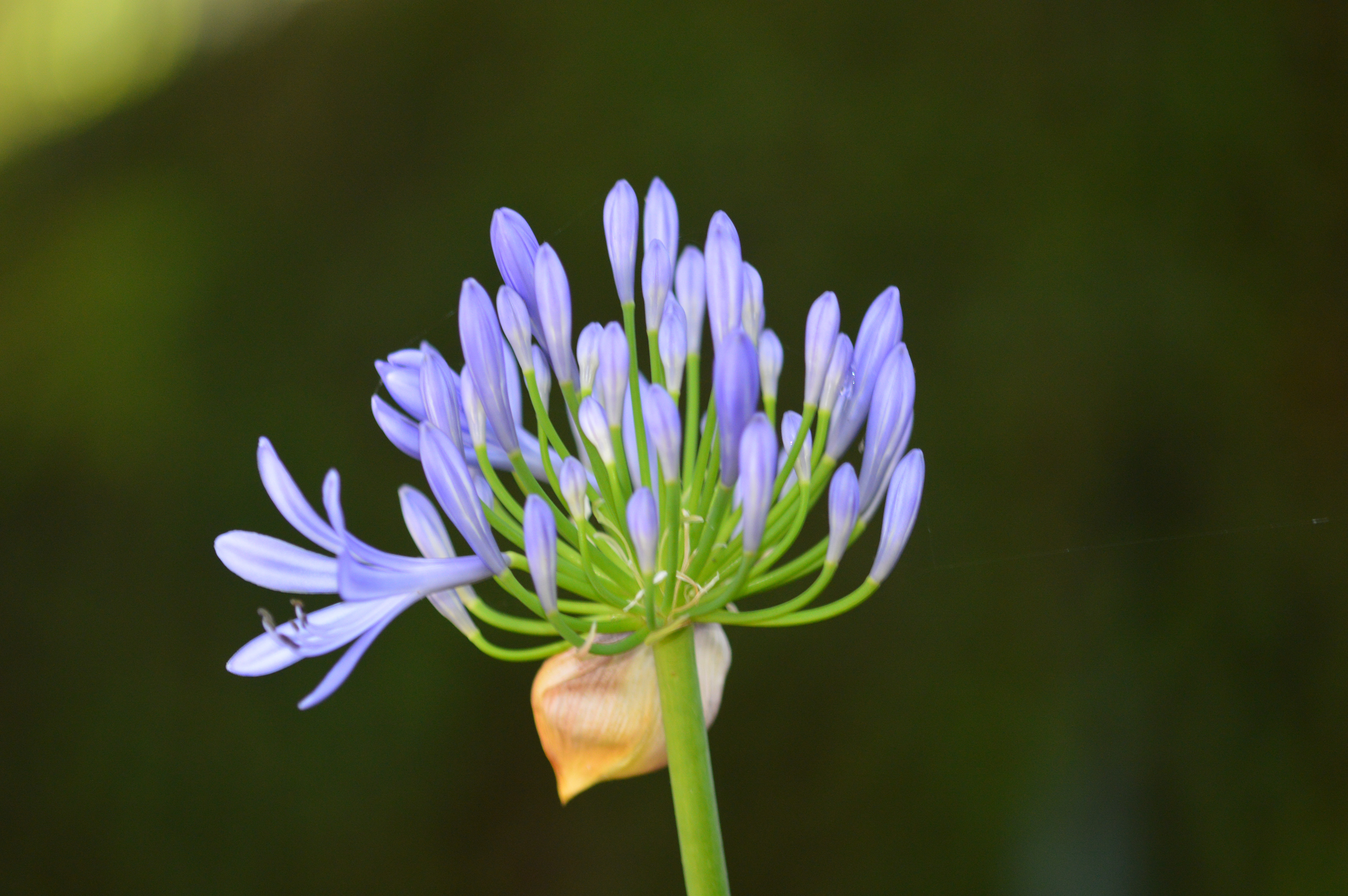 Agapanthus