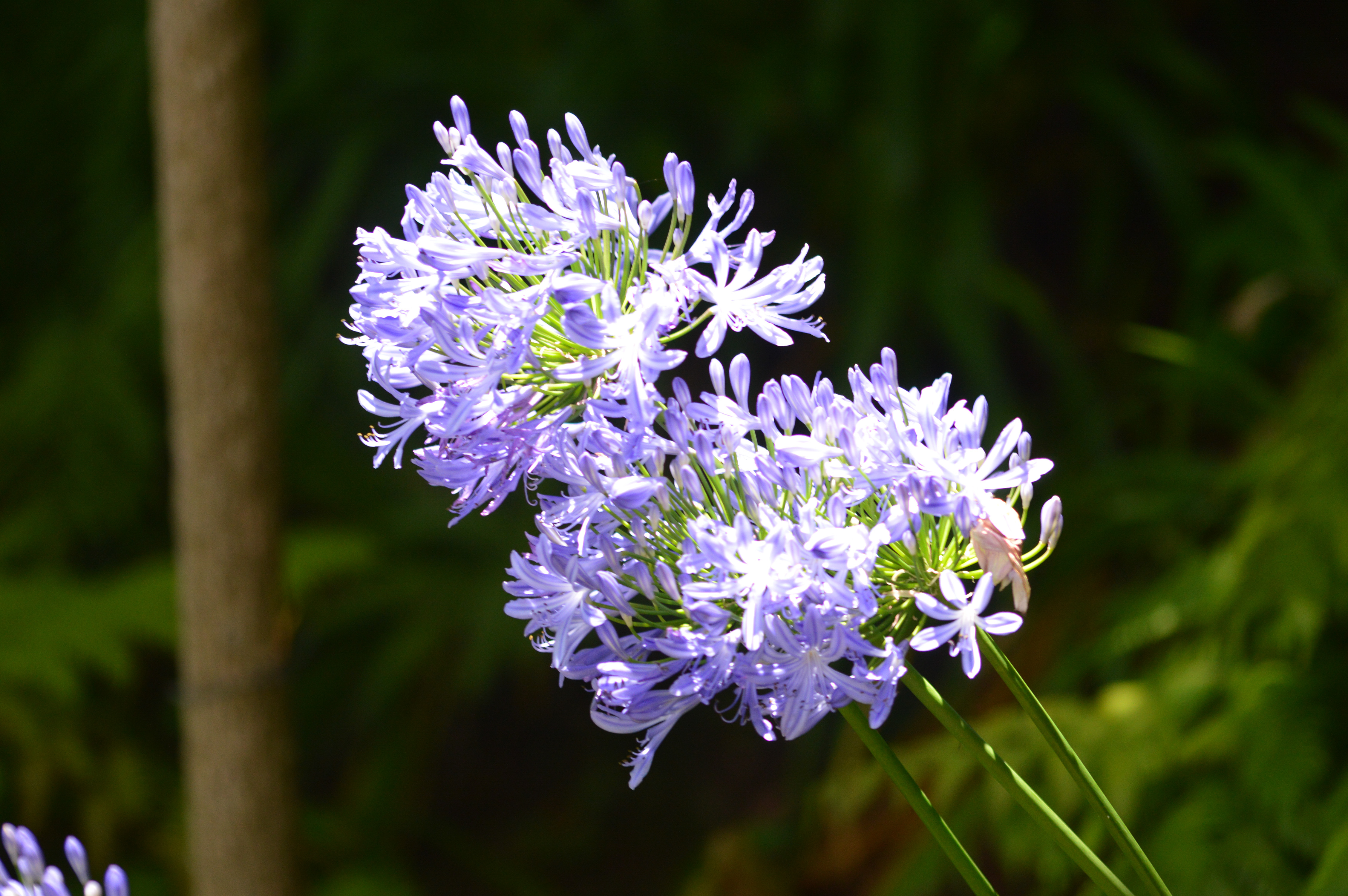 Agapanthus