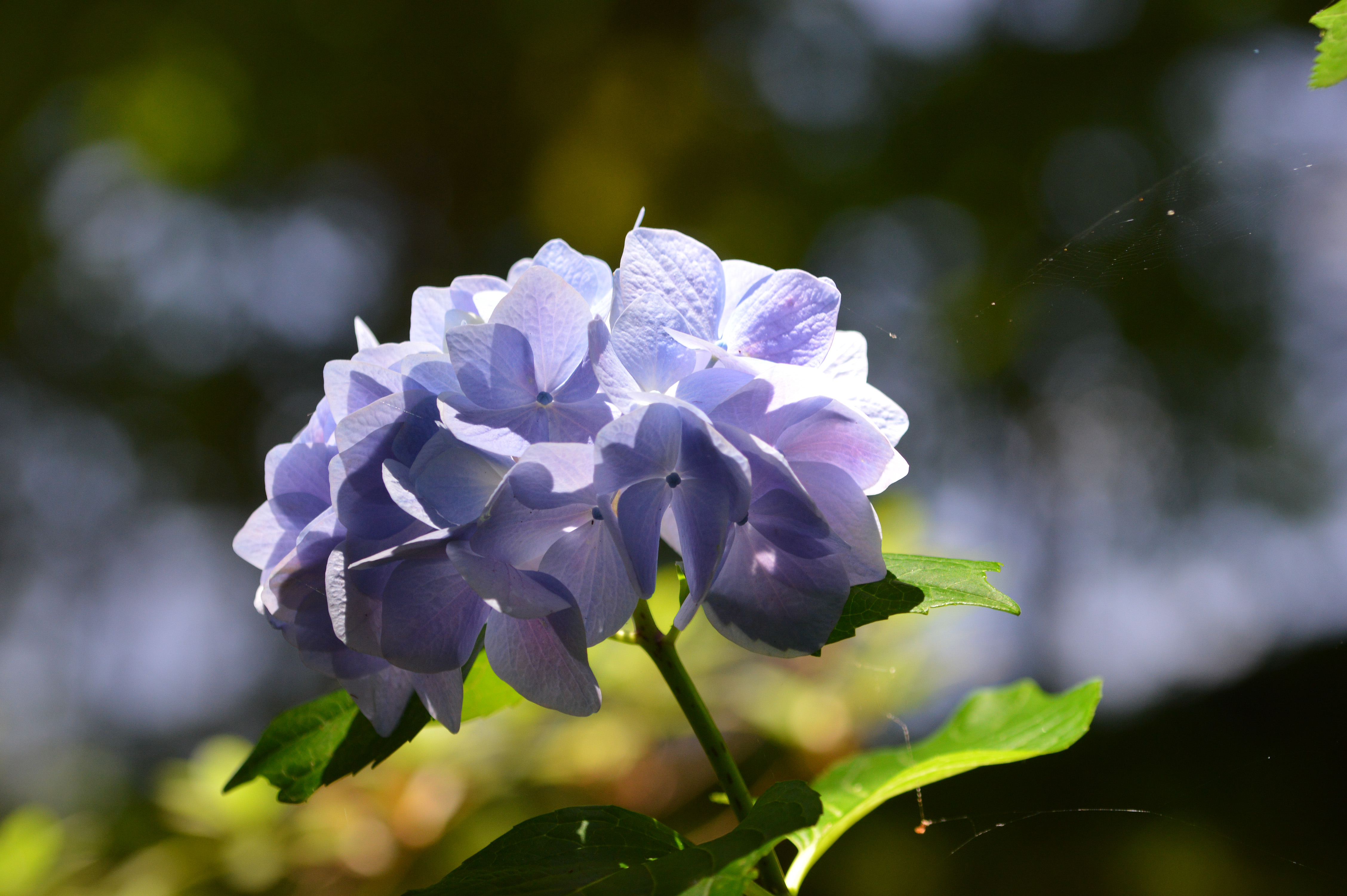 purple hydrangea