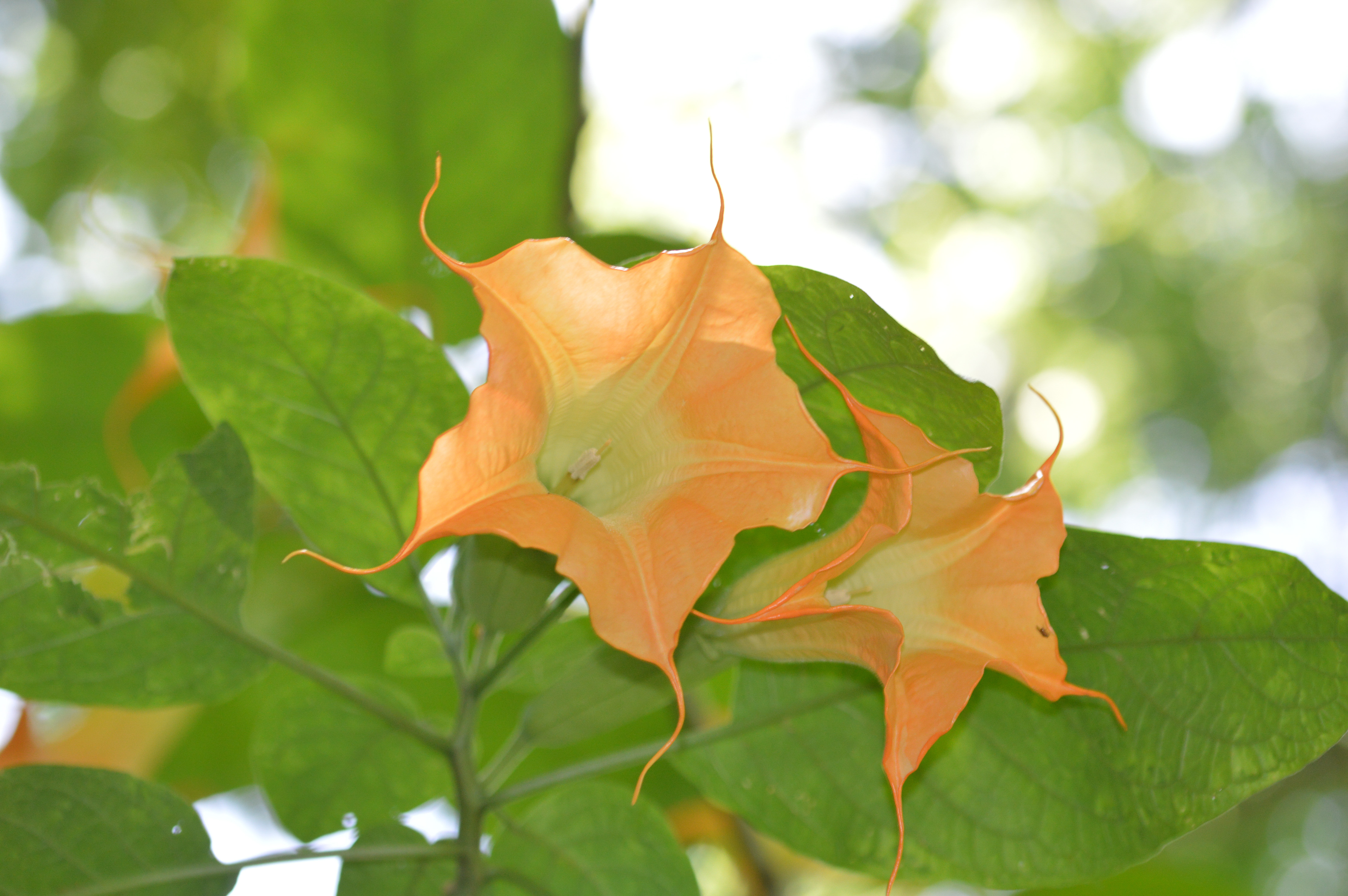 Angels Trumpet