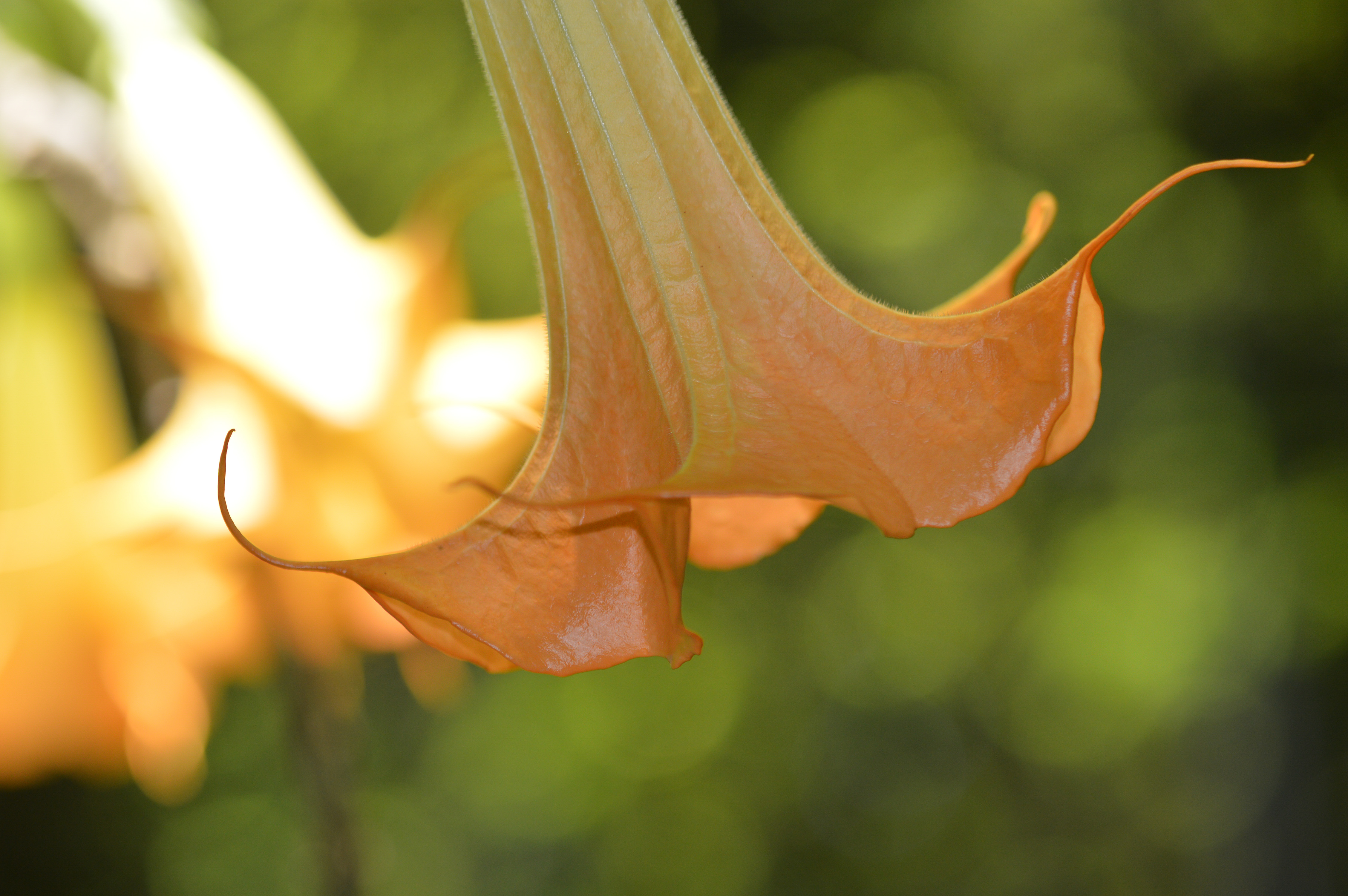 Angels Trumpet
