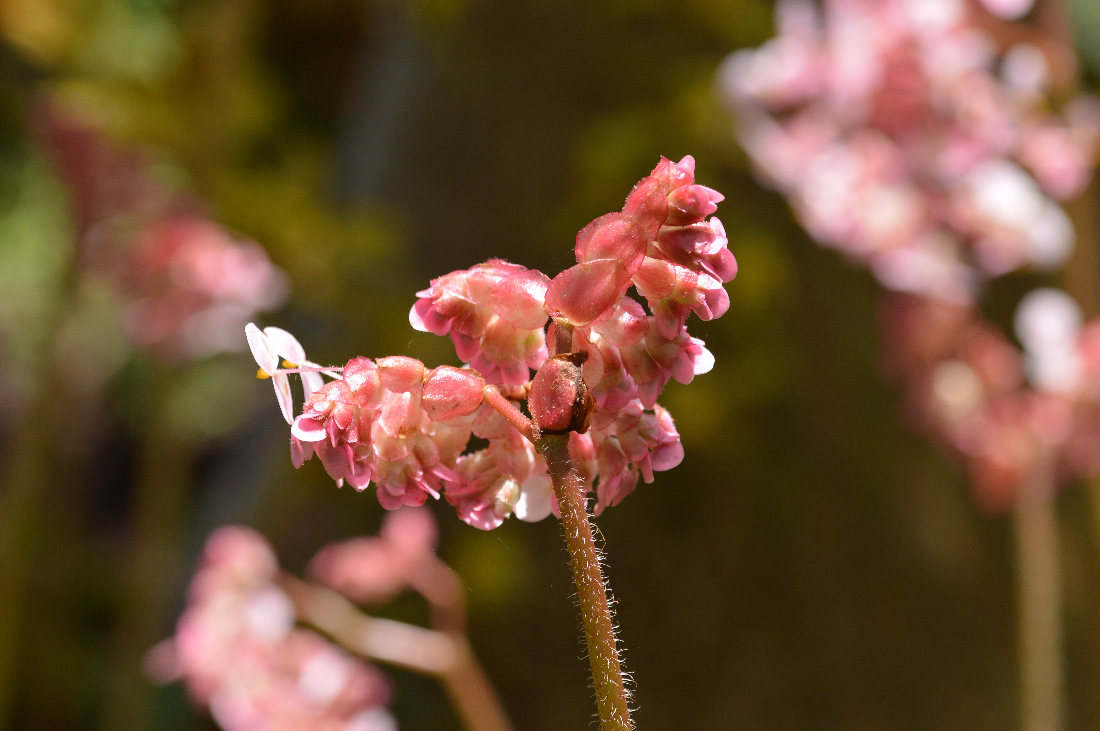 Begonia foliosa