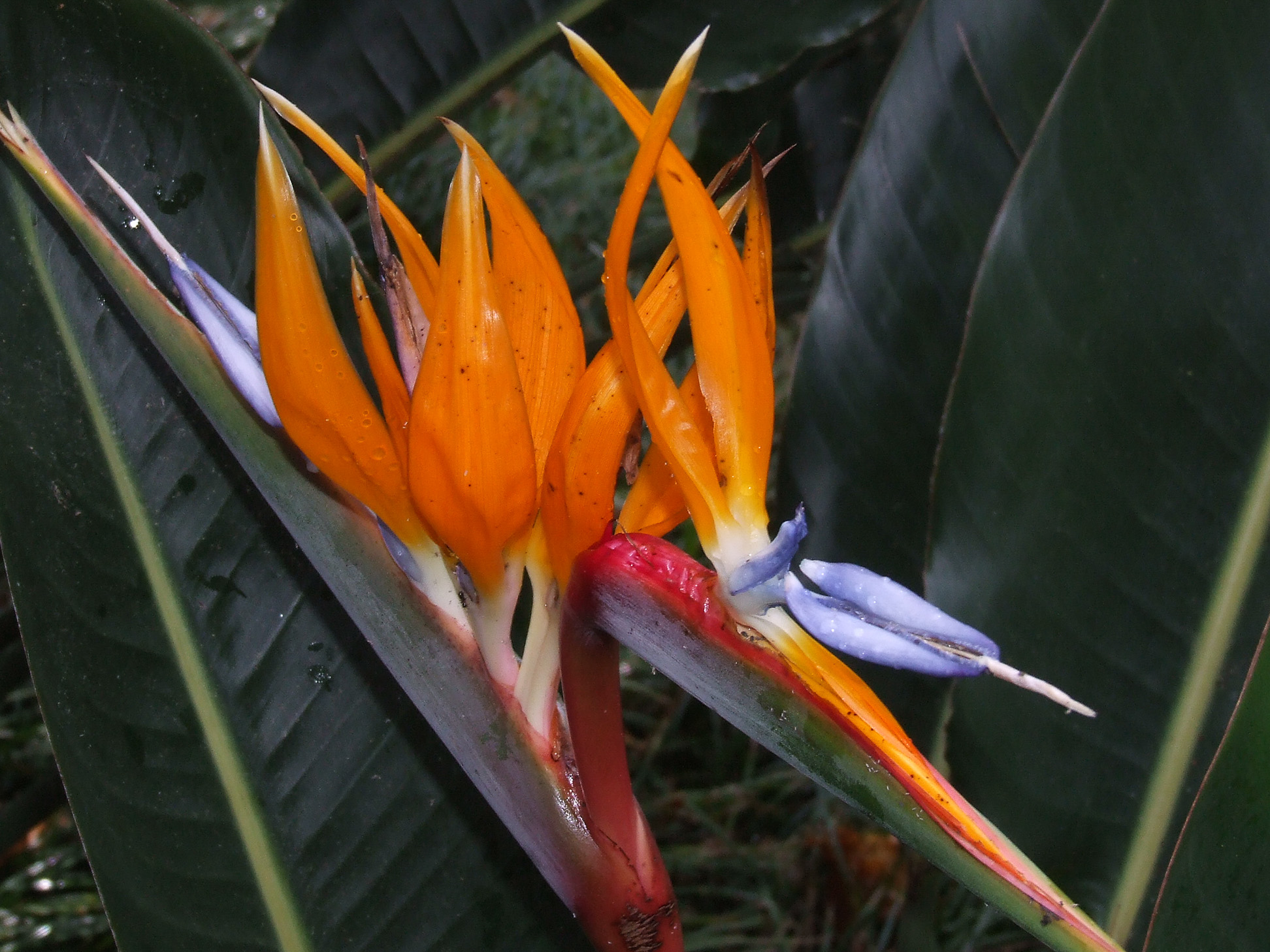 Bird of Paradise flower