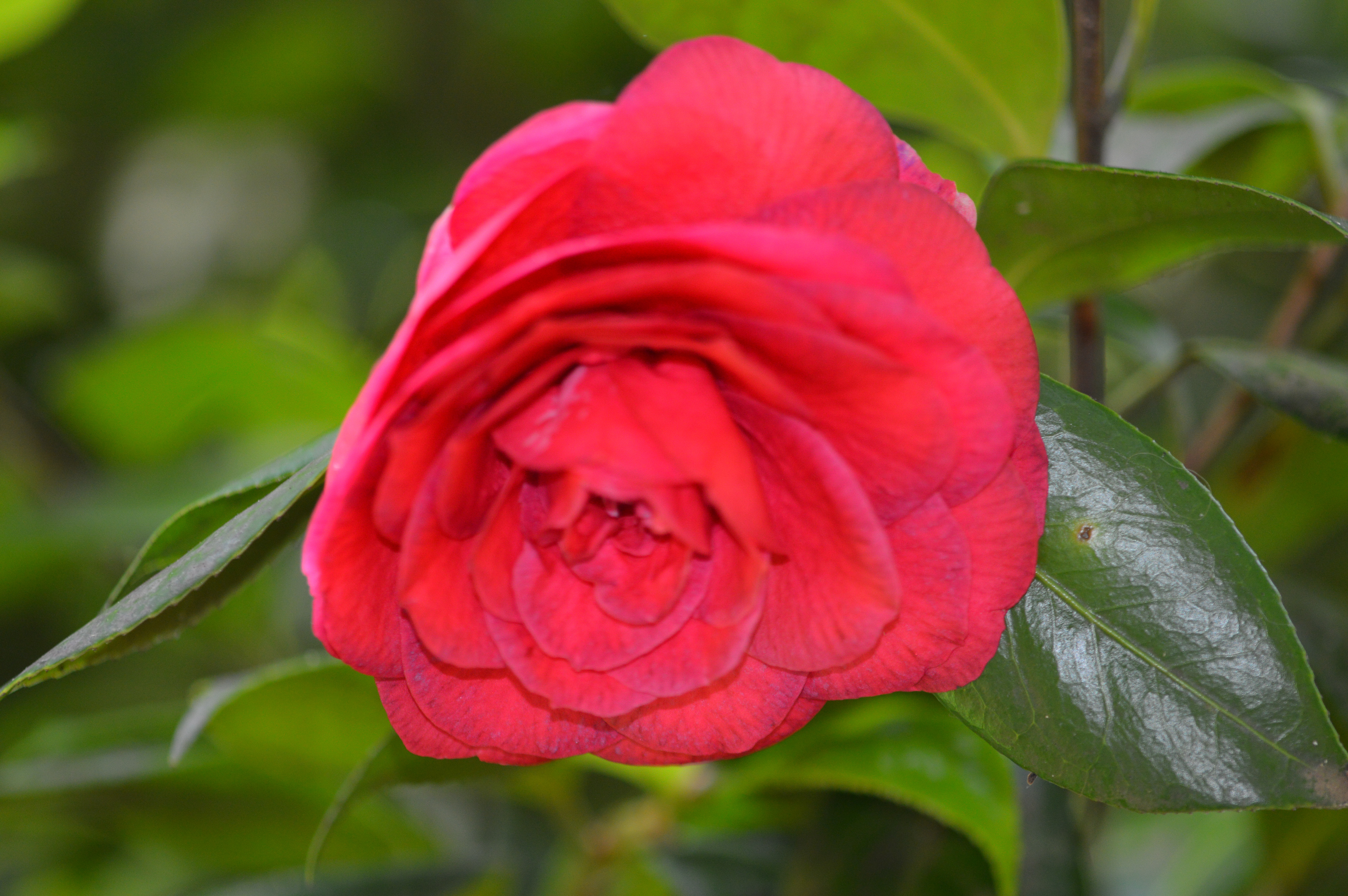 Camelia Japonica