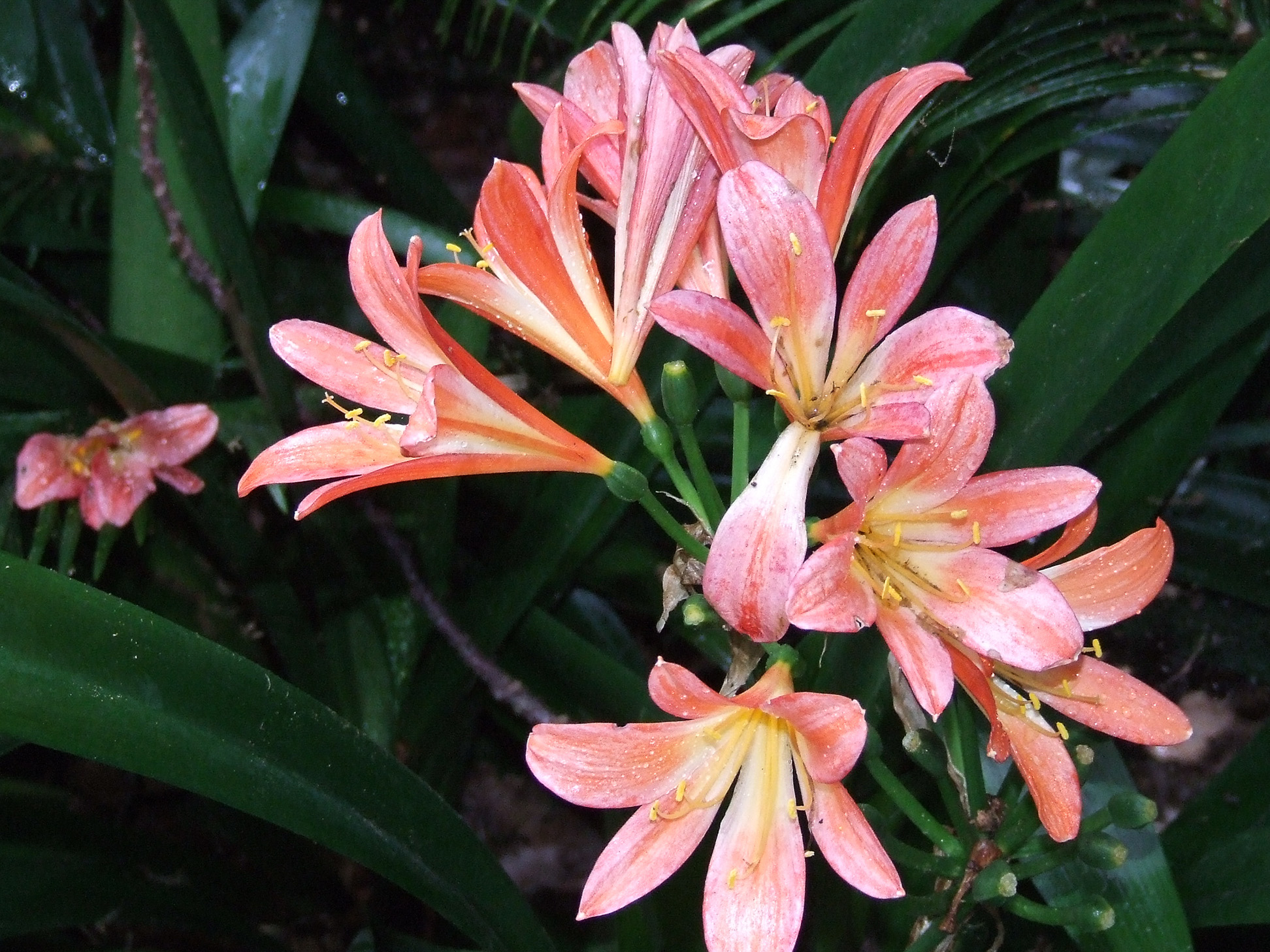 Clivia miniata