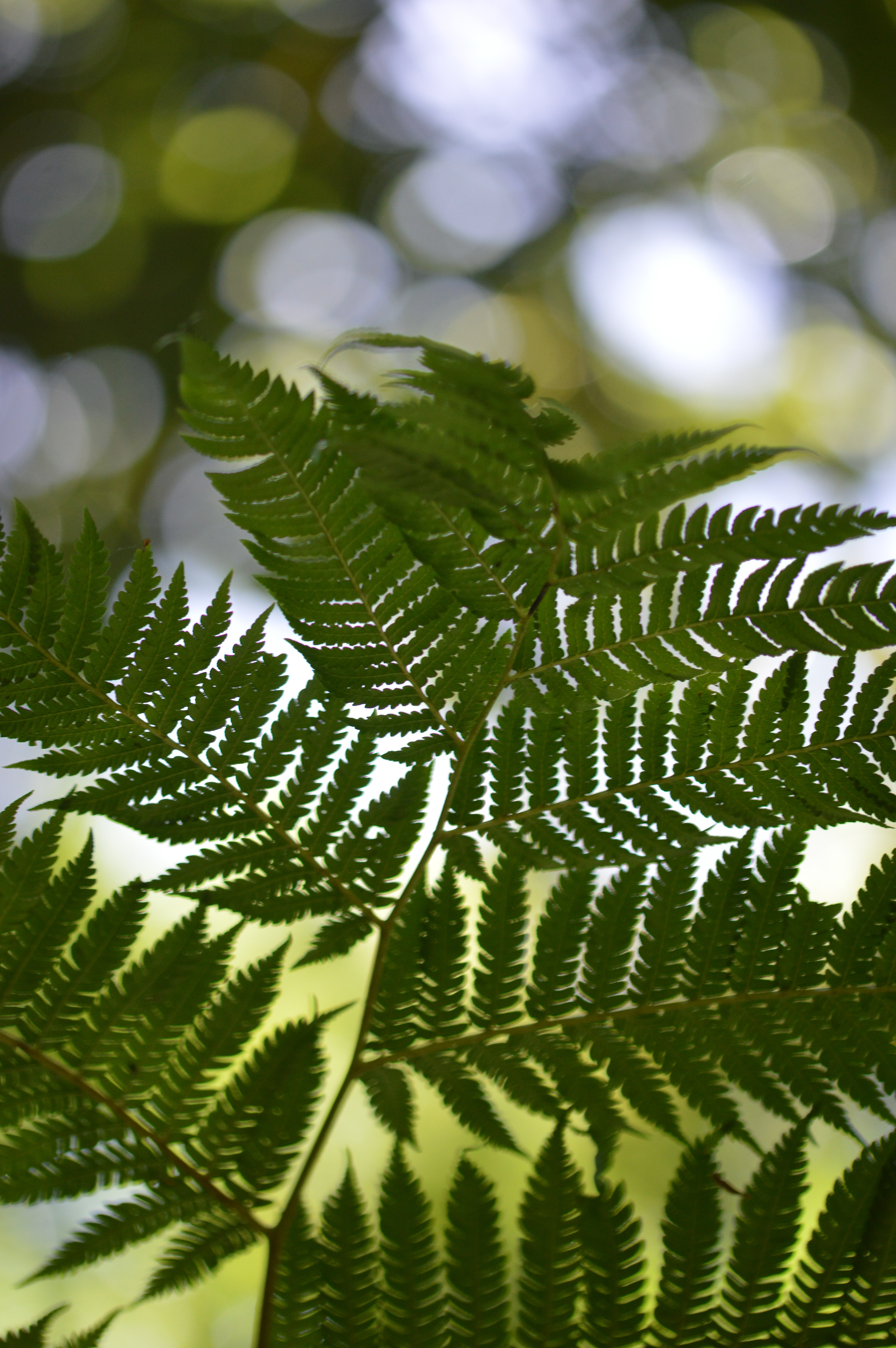 close-up view of a fern leaf