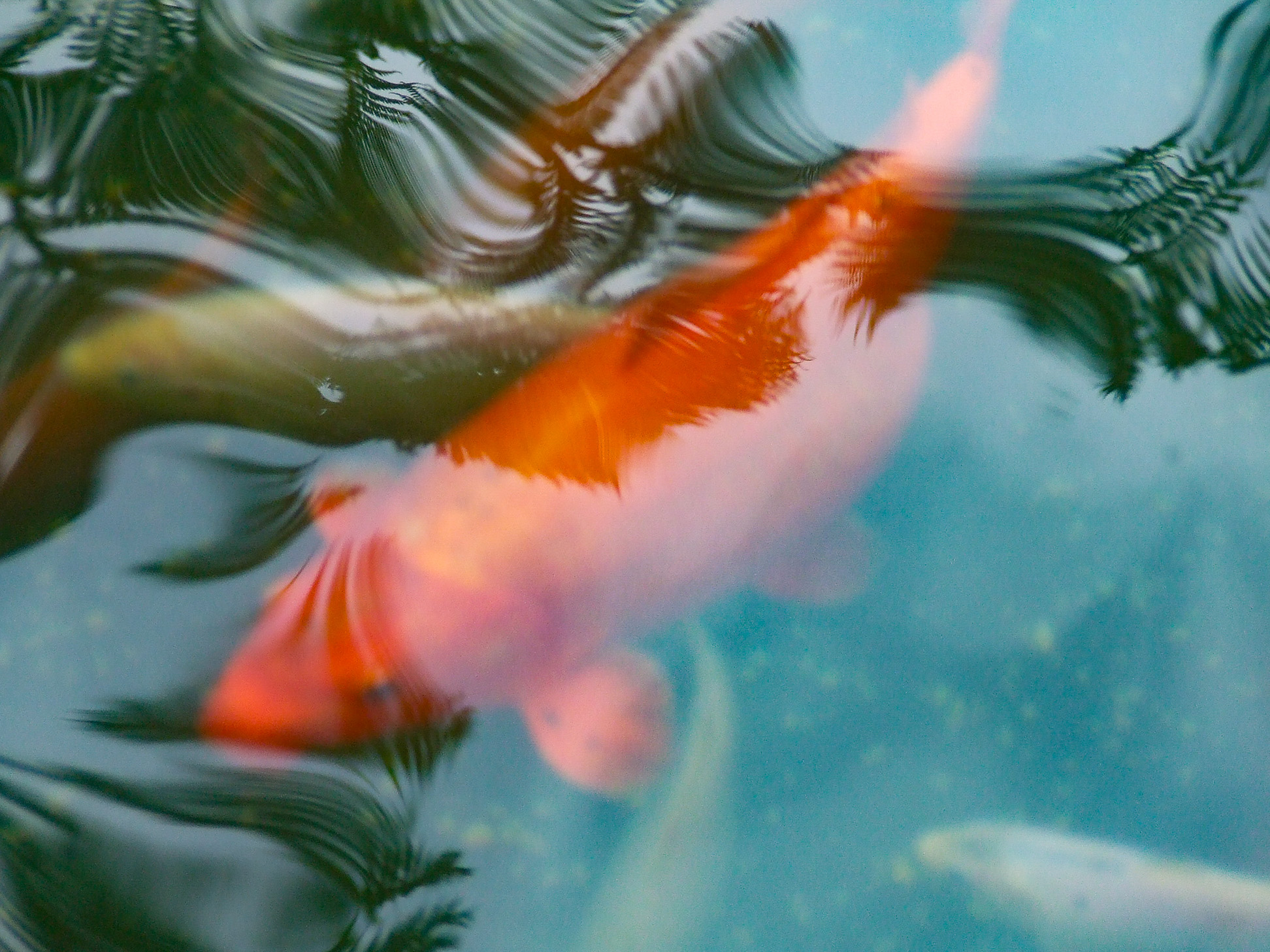koi fish swimming in a pond