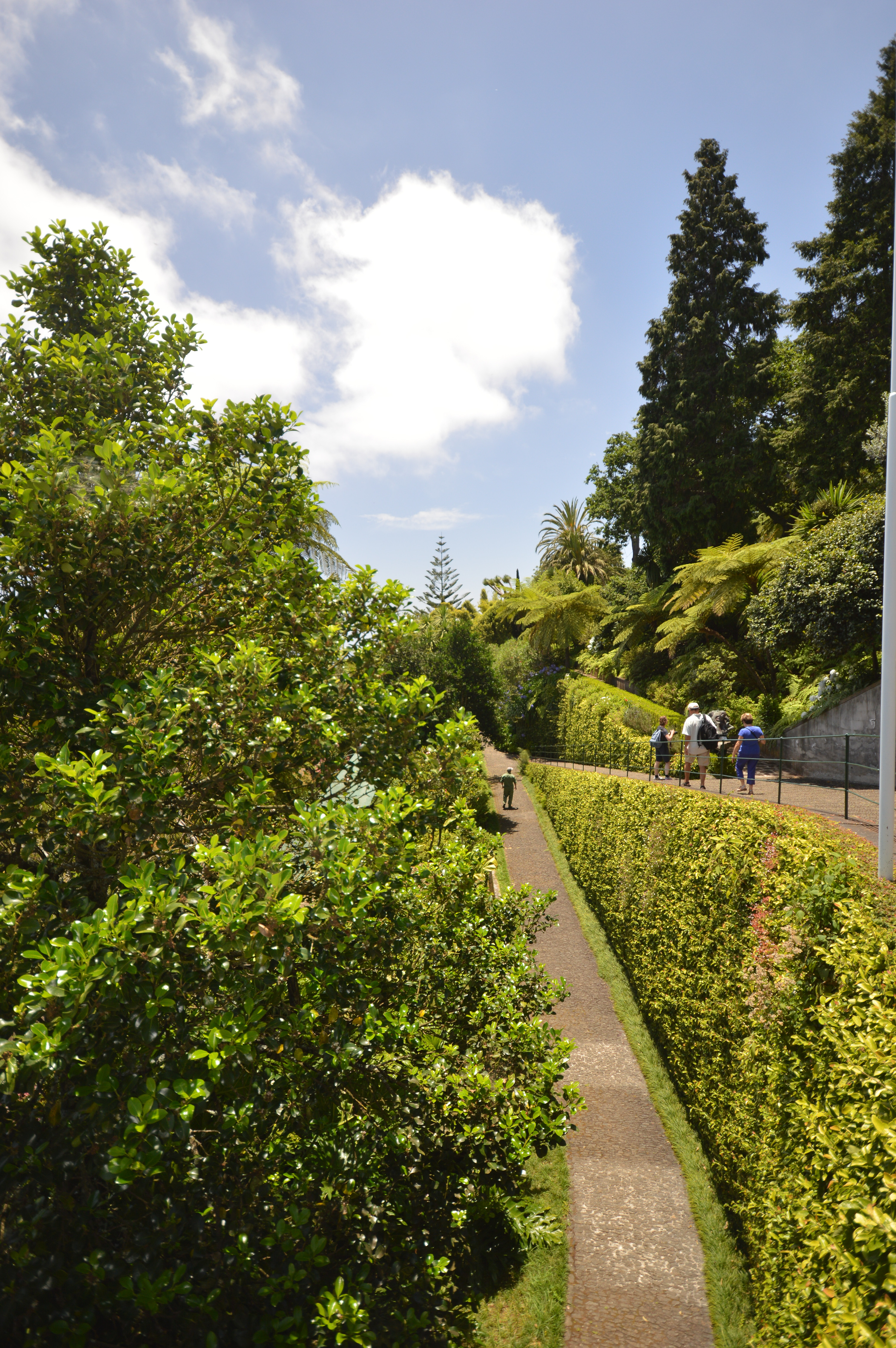 serene garden path lined with lush greenery