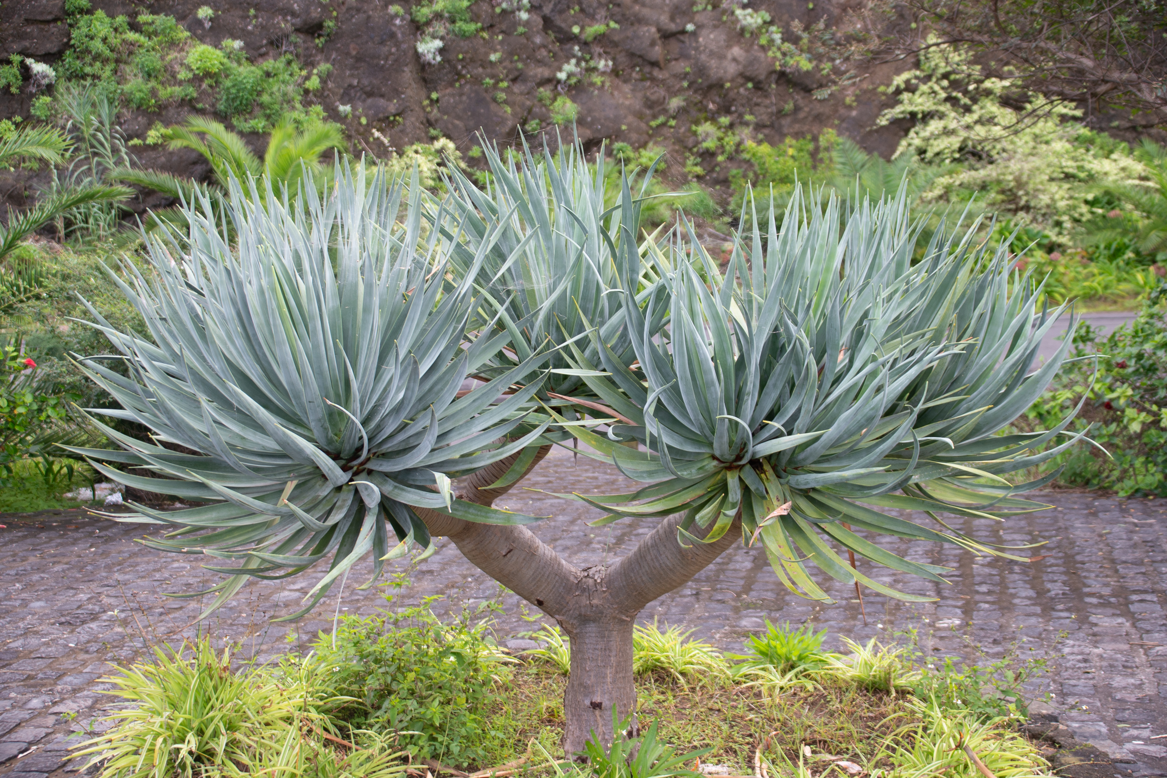 Agave