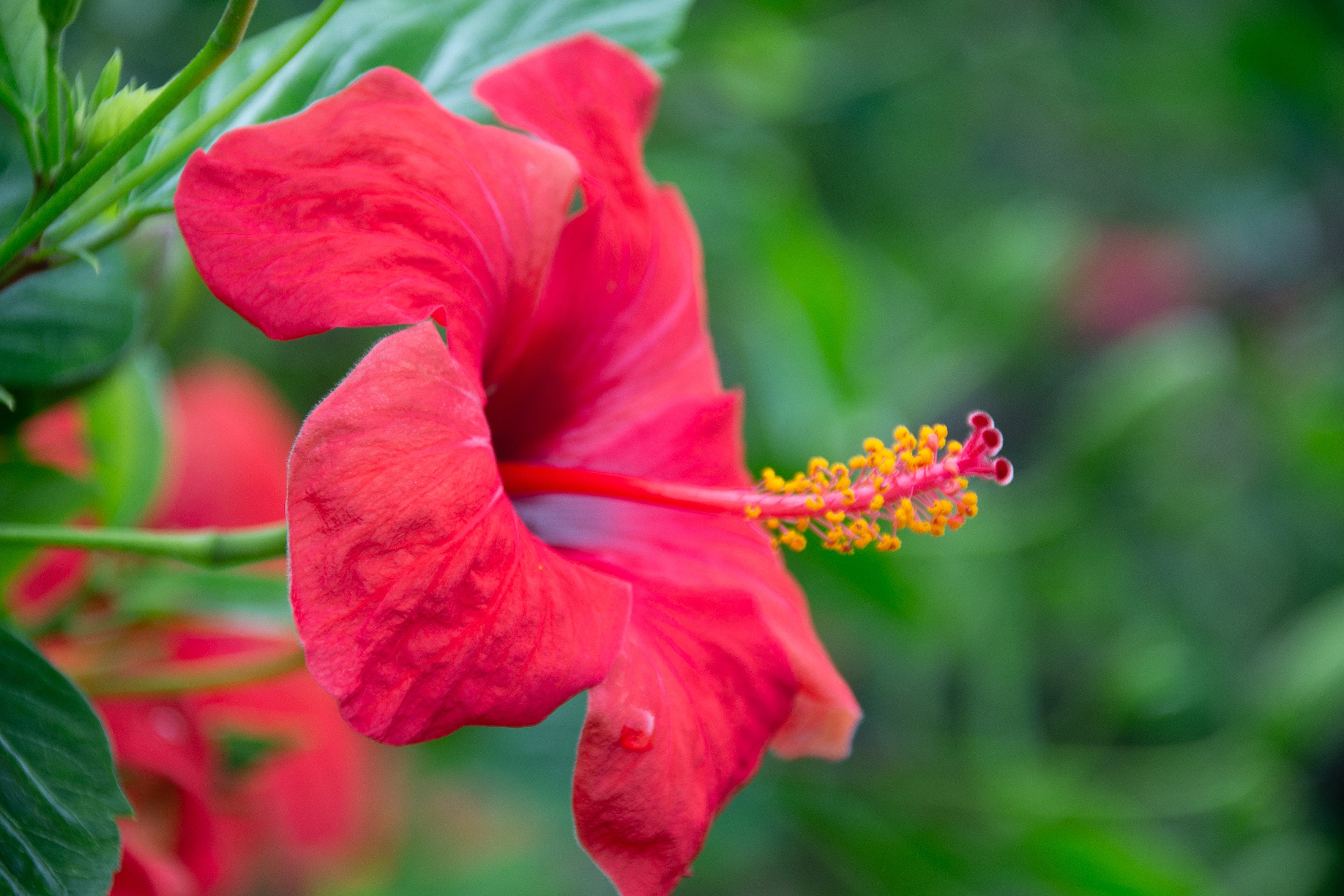 red hibiscus flower