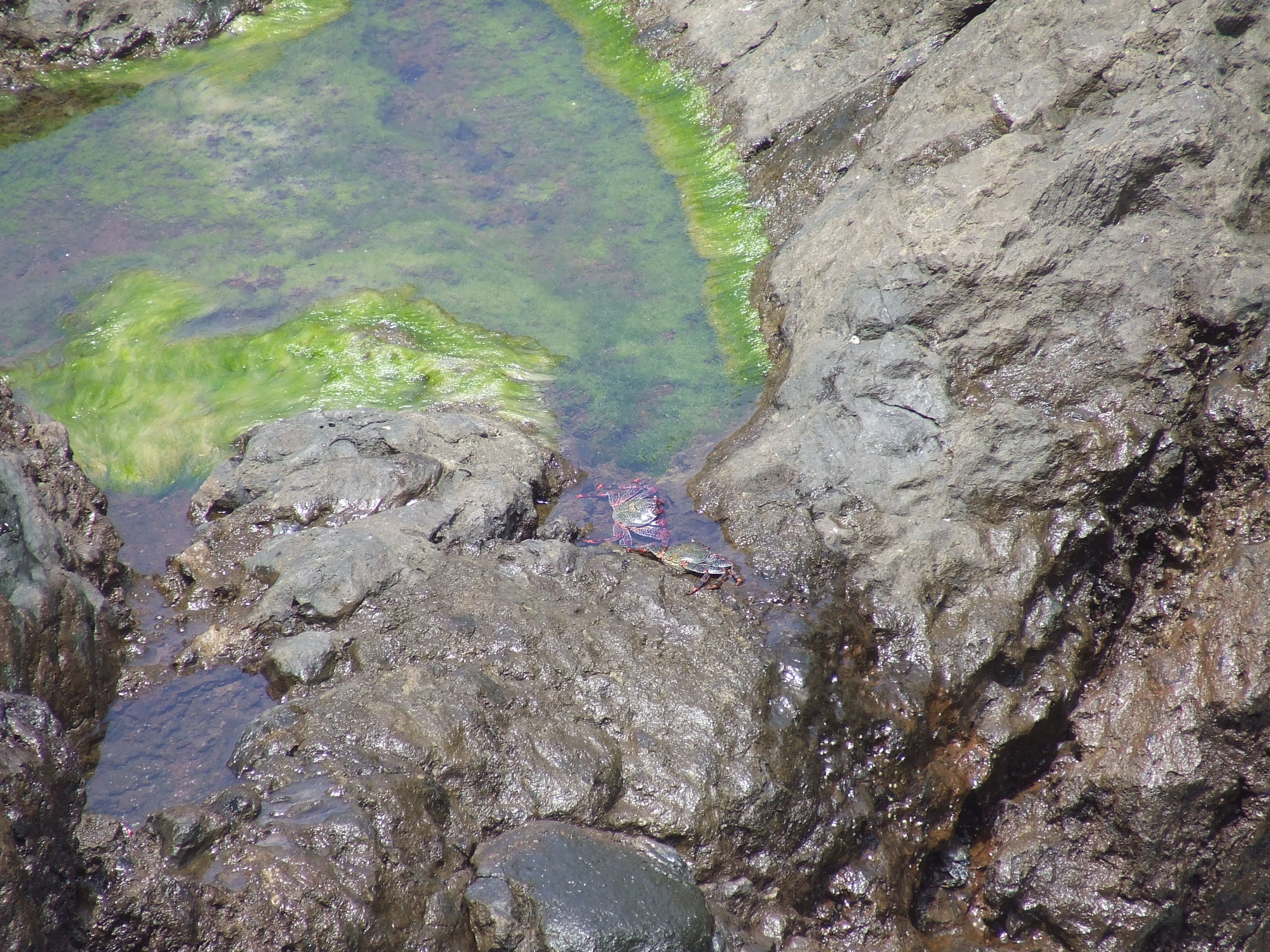 The water is a mix of blue and green hues, likely due to the reflection of the sky and the presence of algae or seaweed