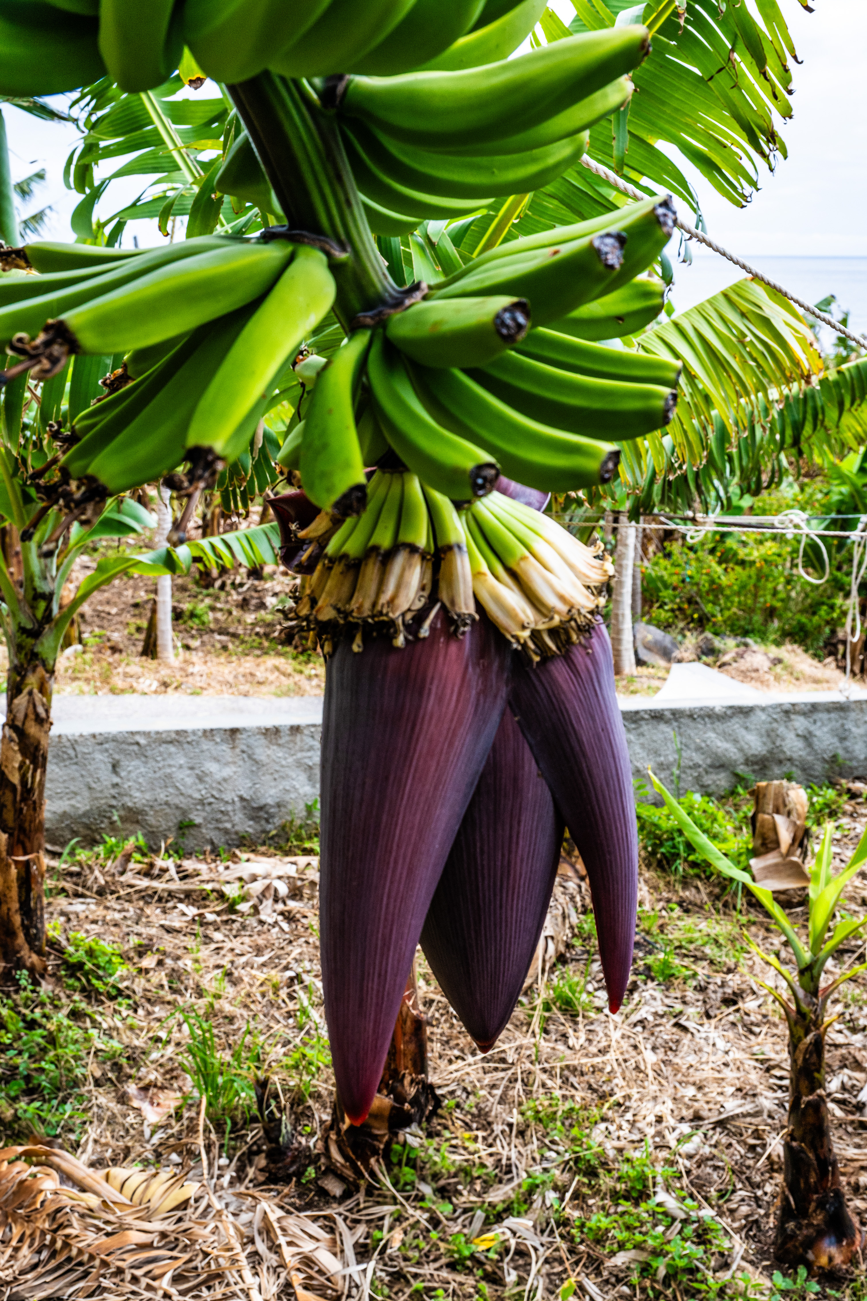bananas hanging from a banana plant