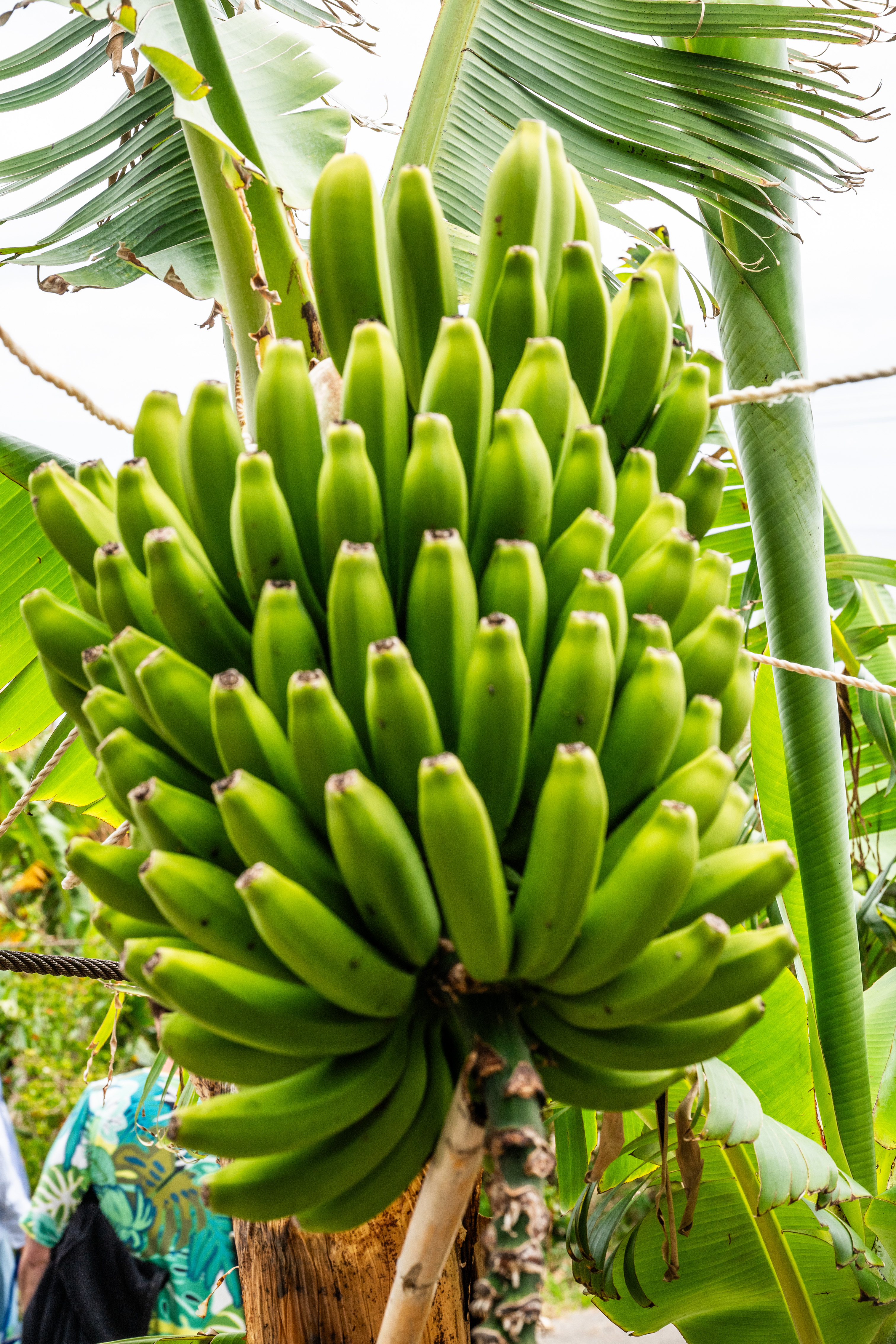 The bananas are green and tightly packed together