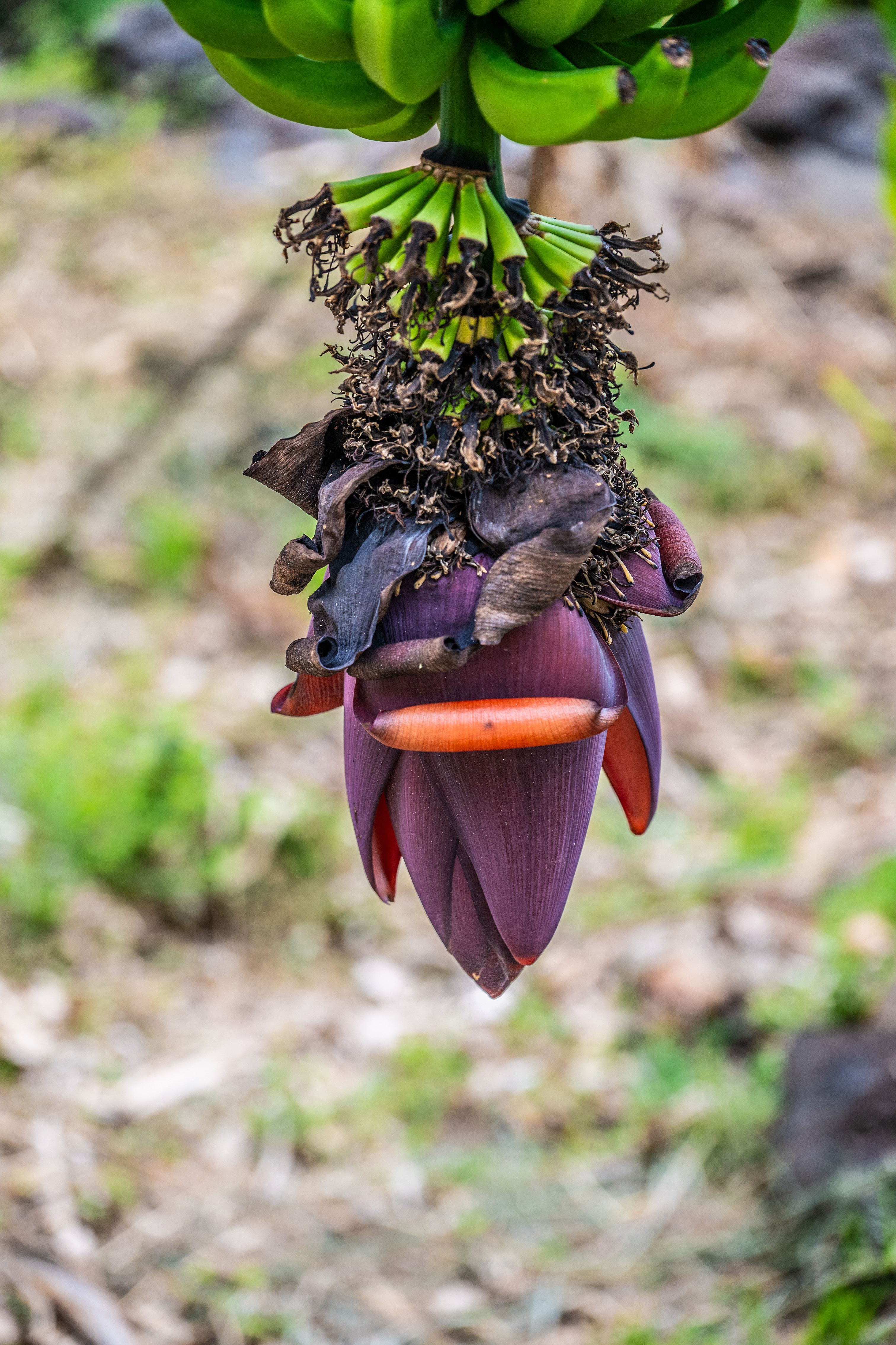 banana flower