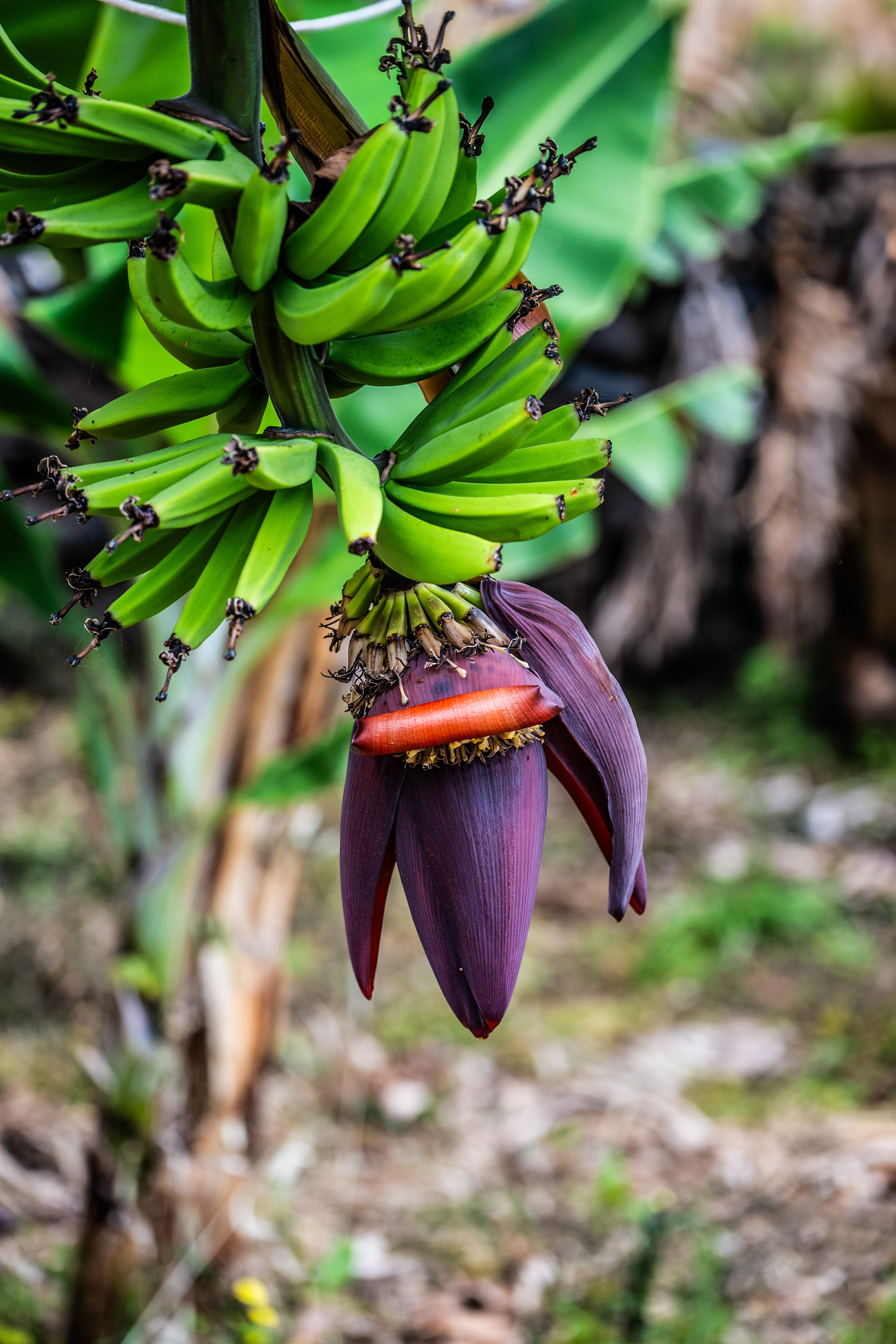 a cluster of unripe bananas