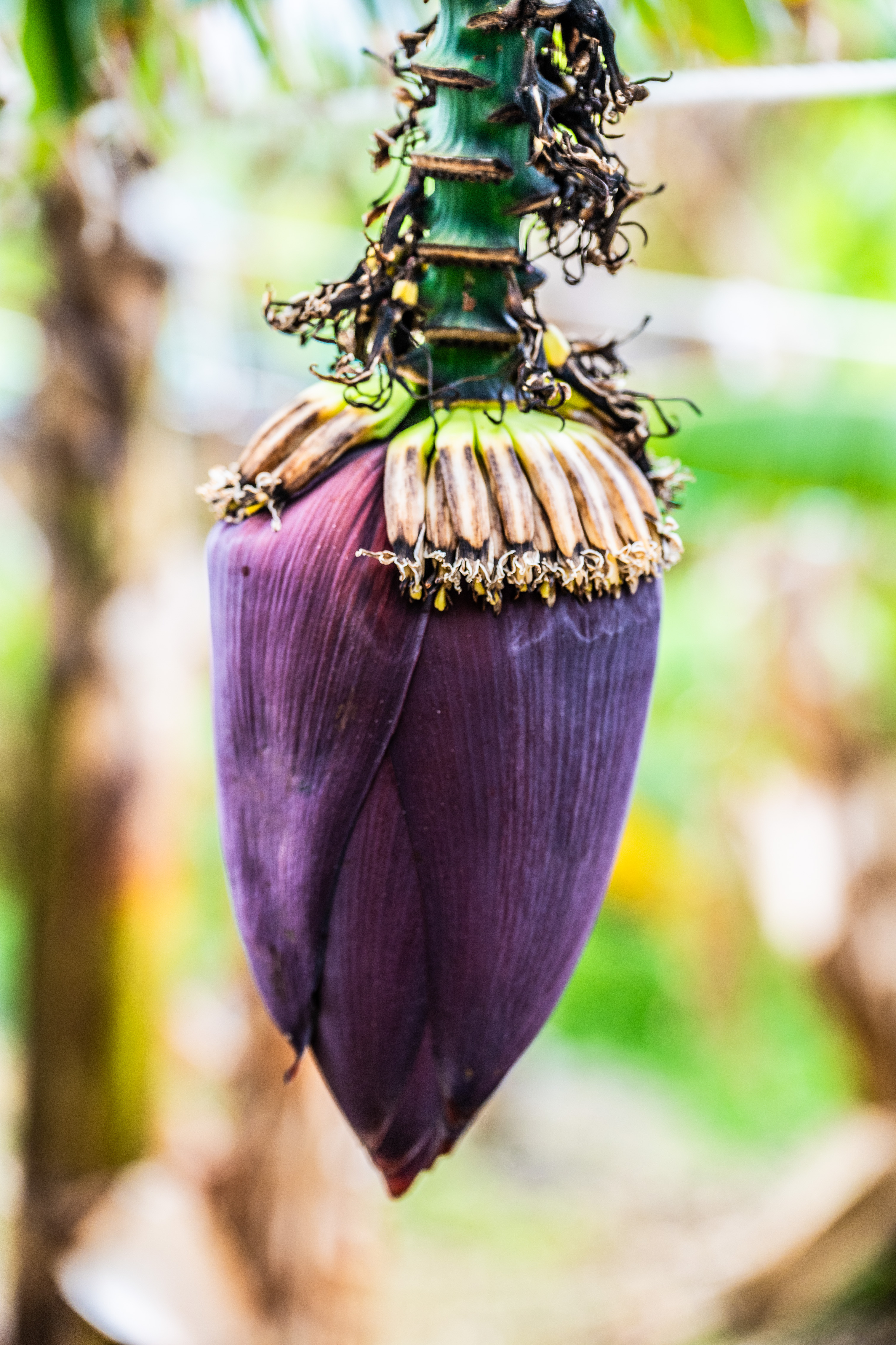 close-up of a banana flower