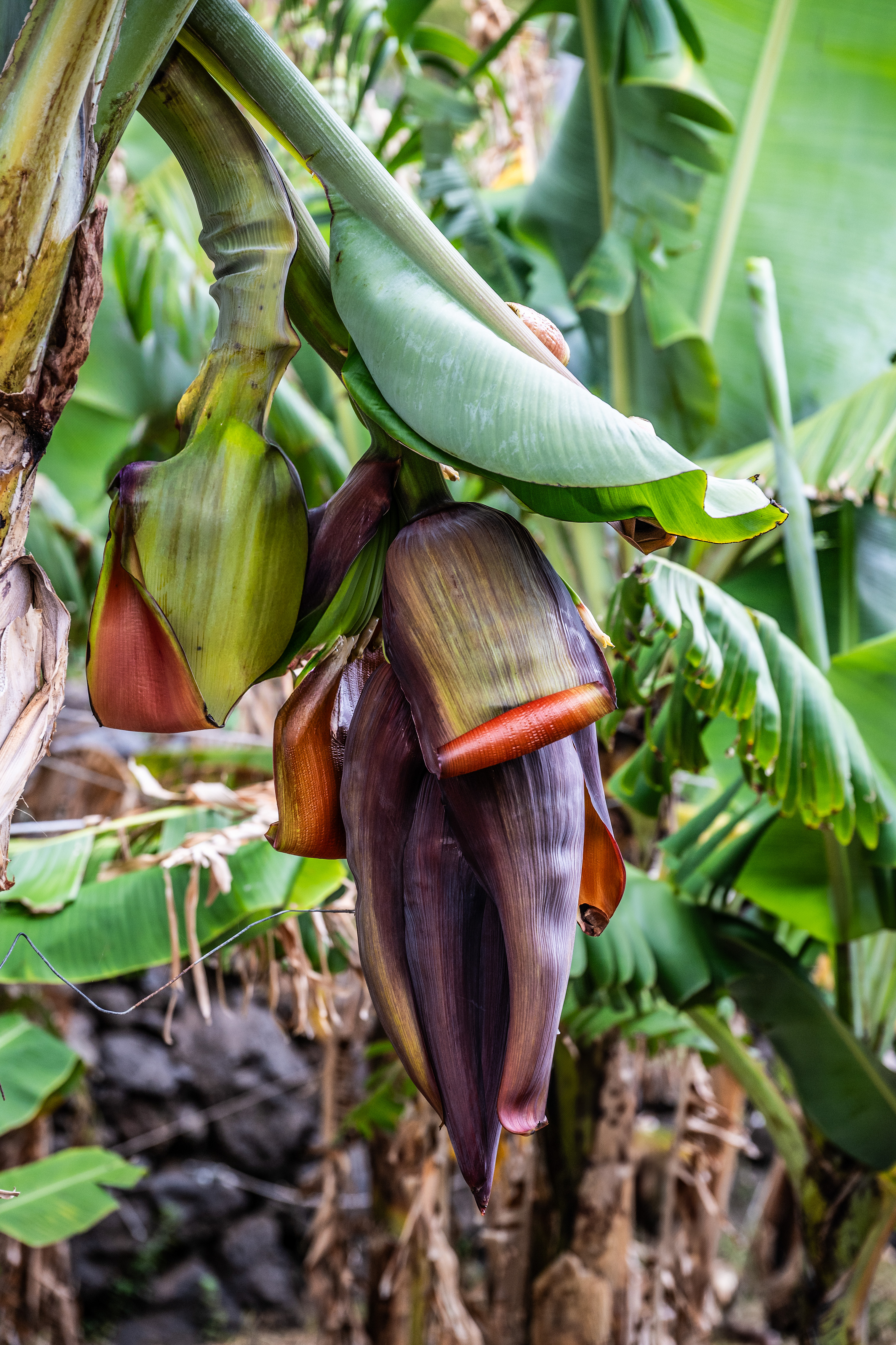 close-up of a banana plant
