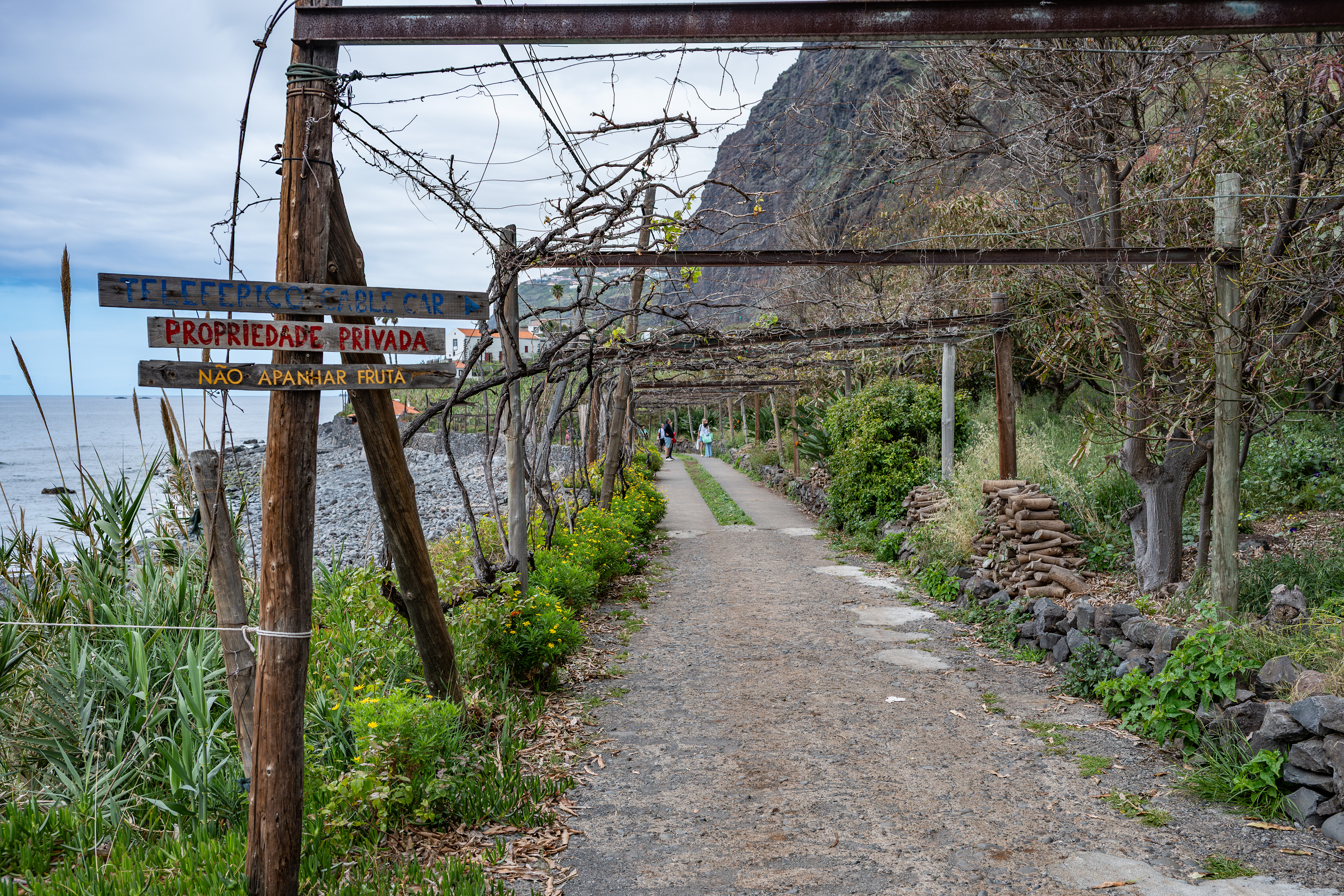 a scenic pathway bordered by a vineyard