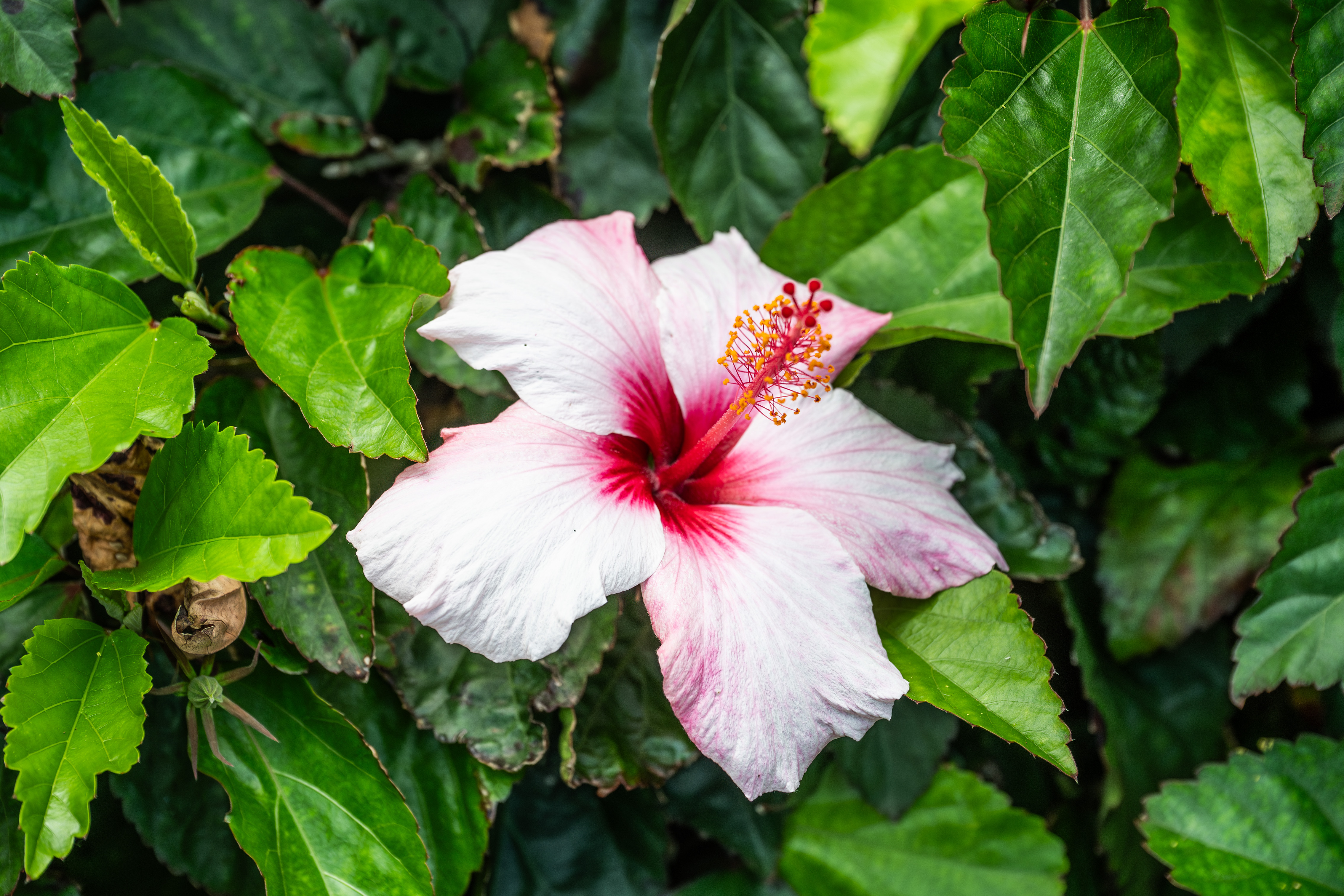 hibiscus flower with pink and white petals