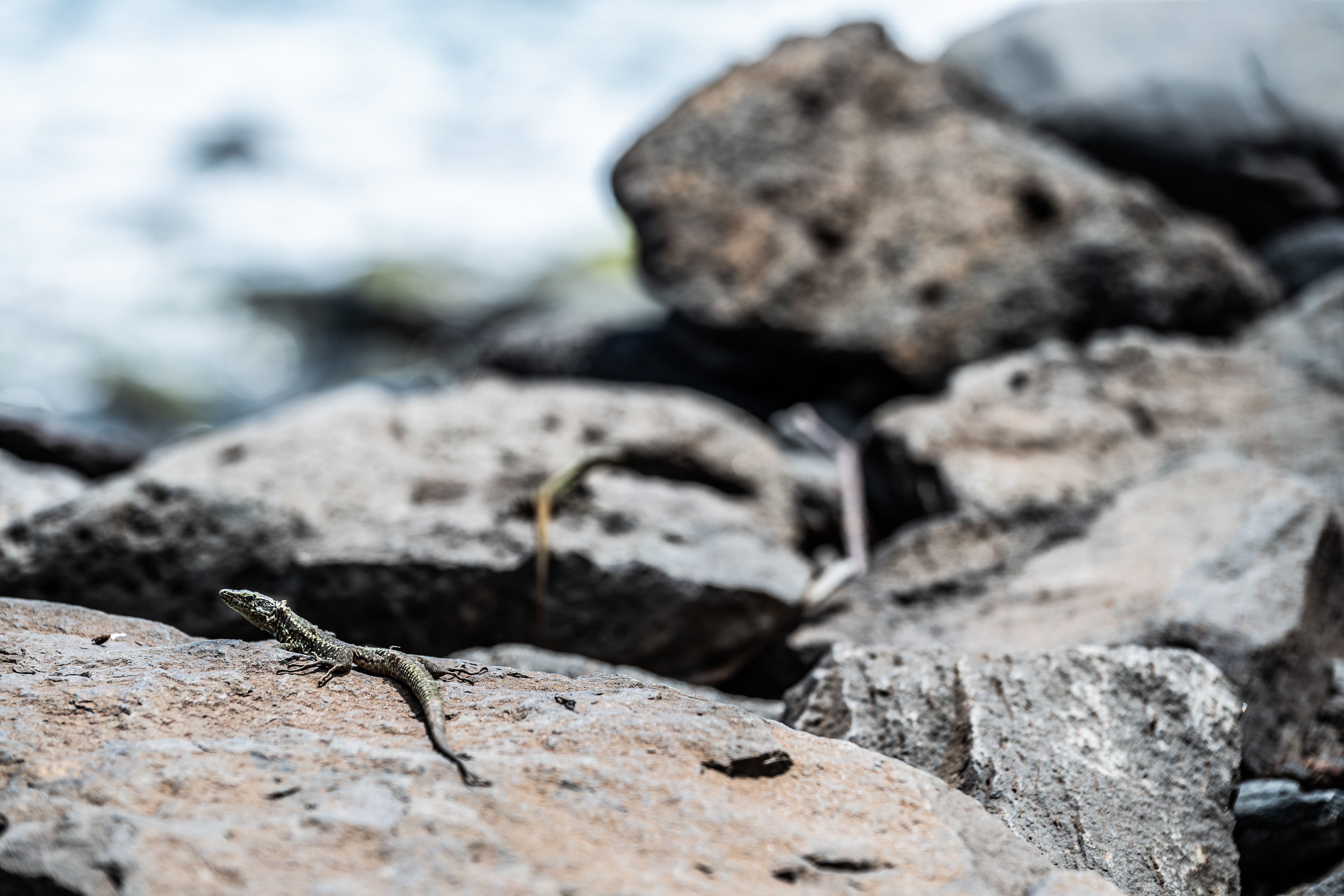 a close-up of a lizard on a rocky surface