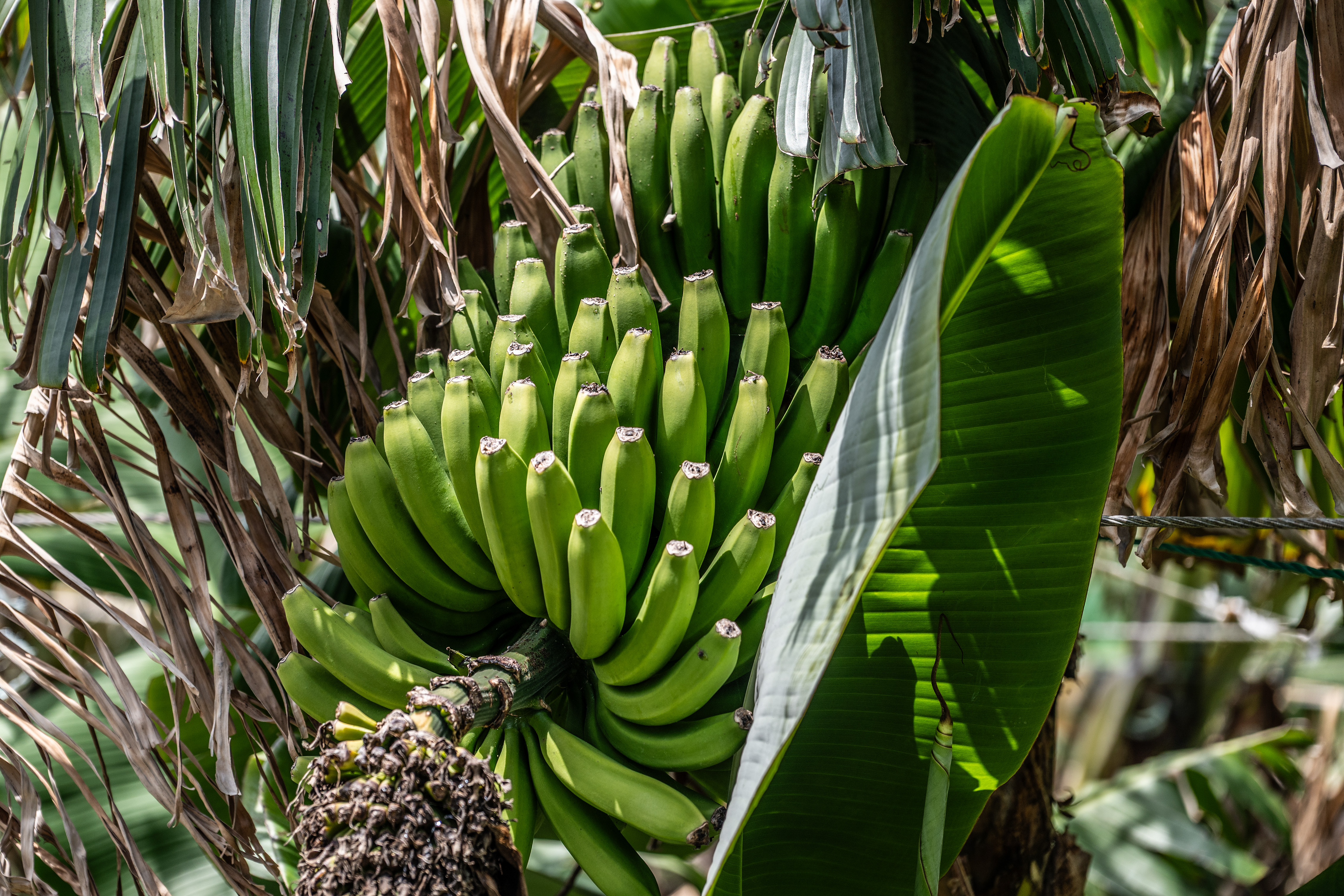 unripe bananas